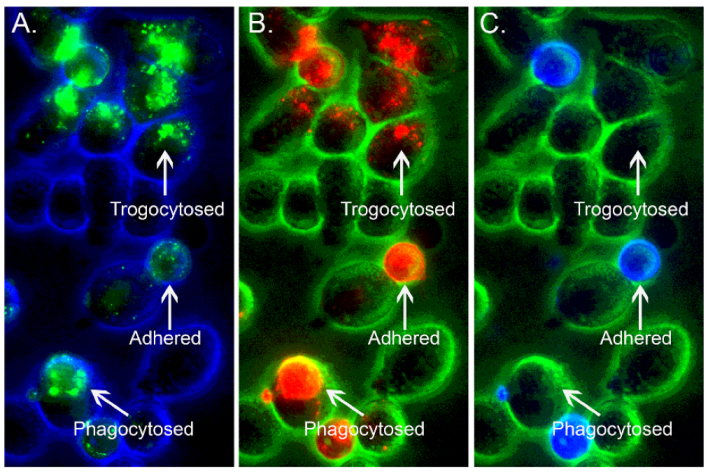 Antibodies 11 00045 g002 Antibodies 11 00045 g002