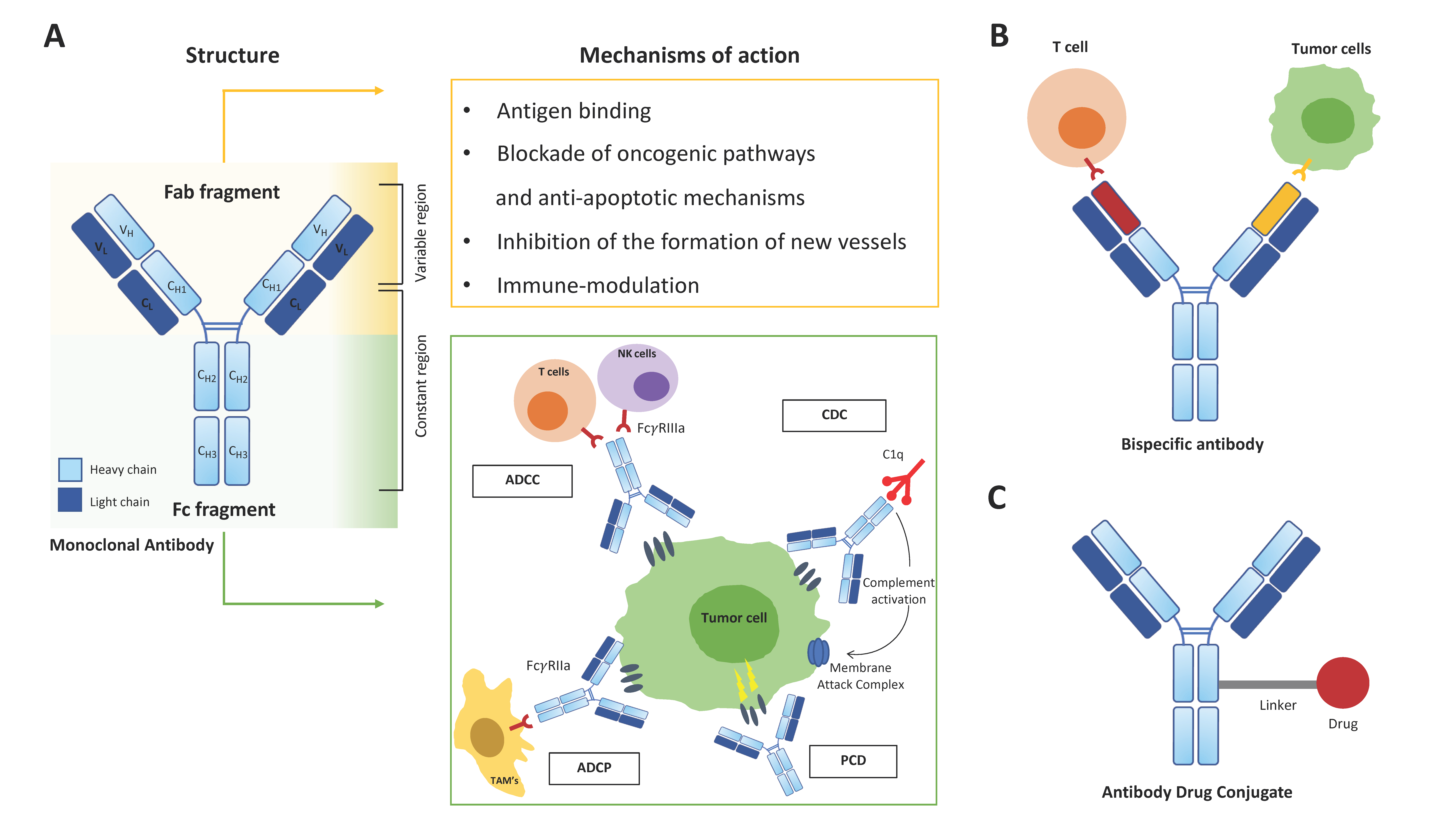 Antibodies 11 00046 g001 550