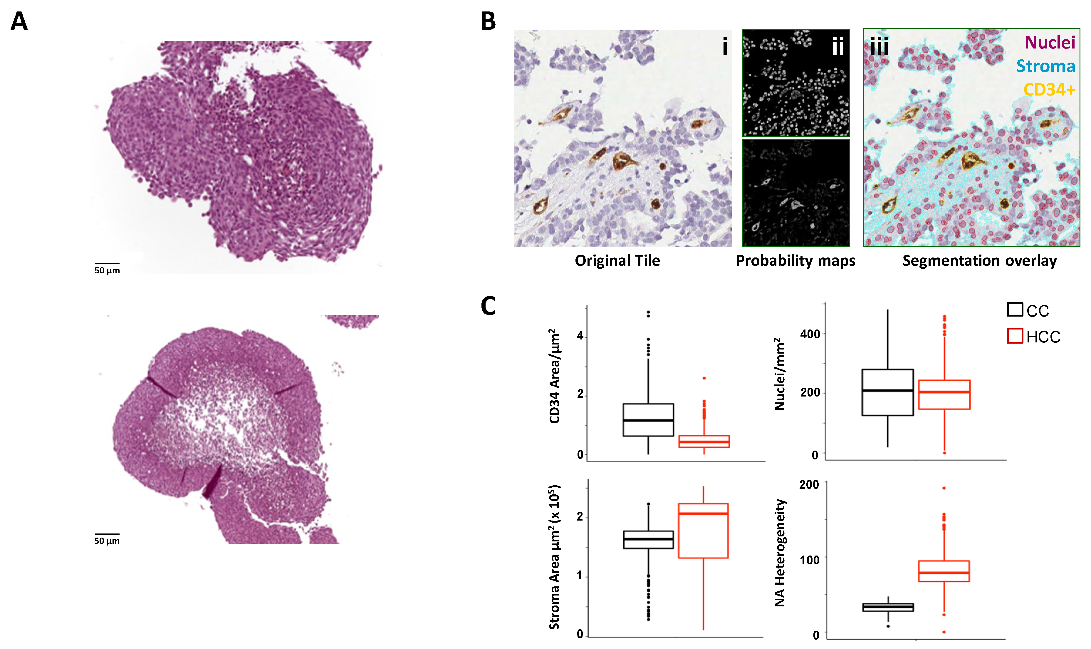 Antibodies 11 00046 g002 550
