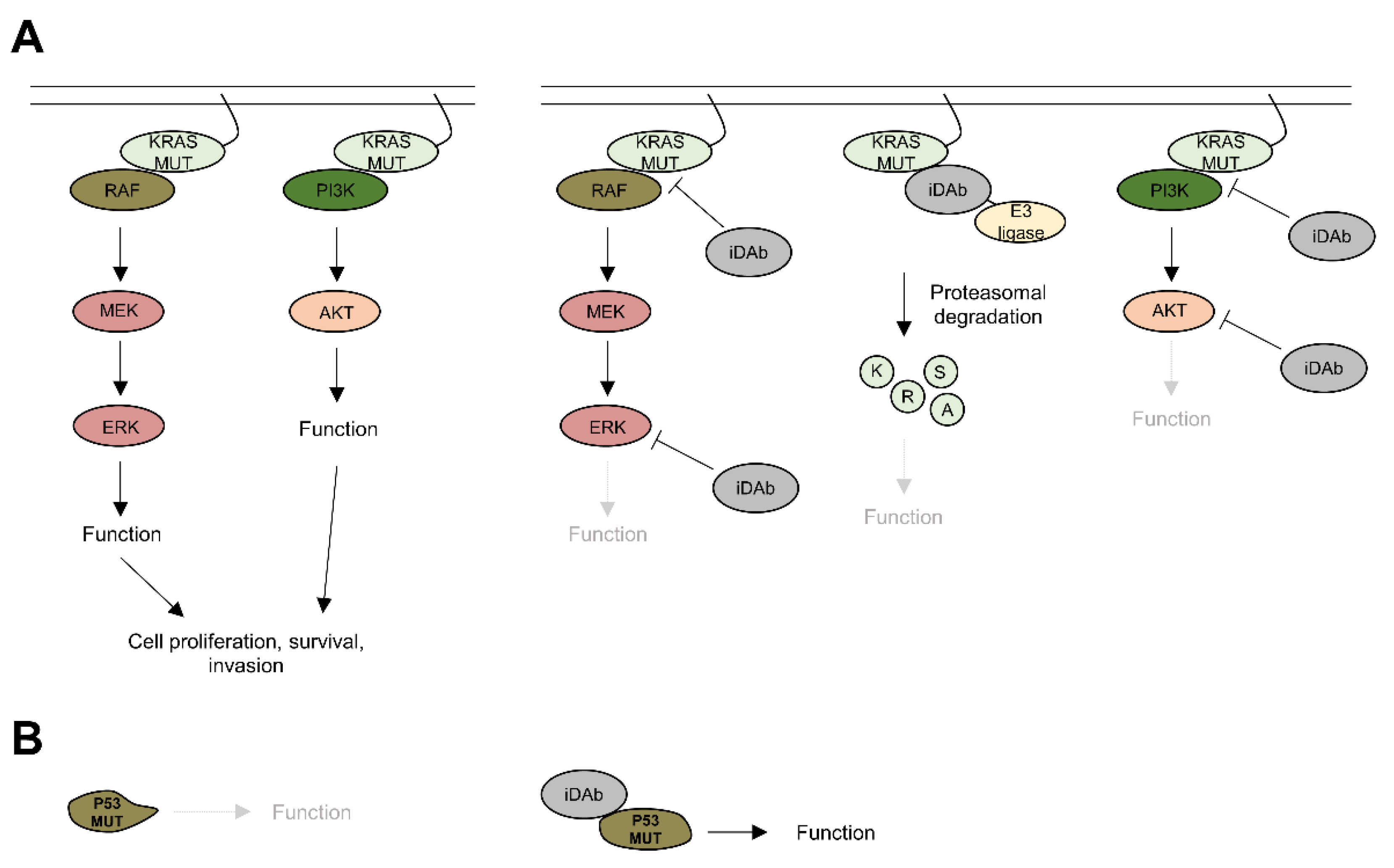 Antibodies 11 00047 g004 Antibodies 11 00047 g004