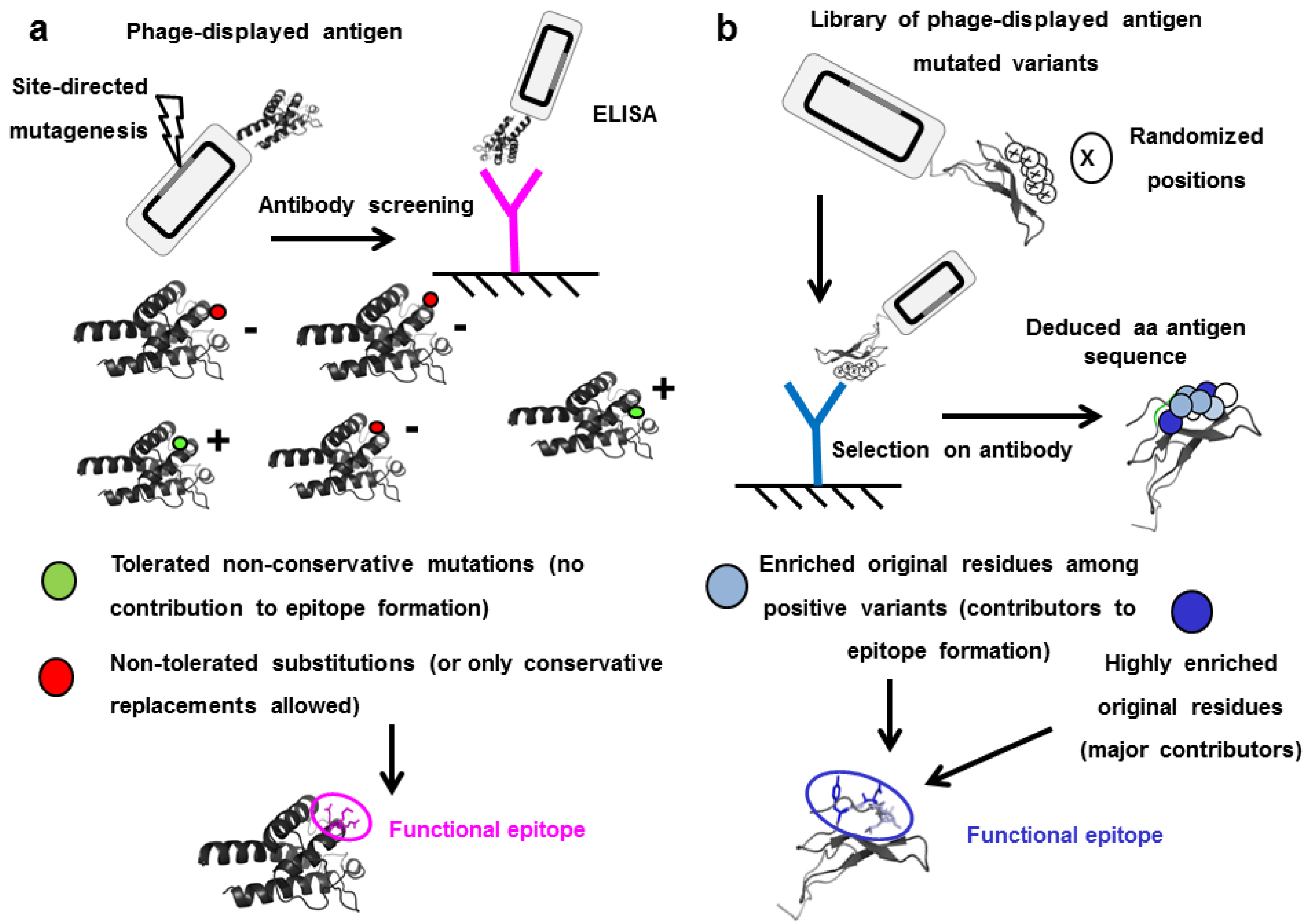 Antibodies 11 00048 g002 Antibodies 11 00048 g002