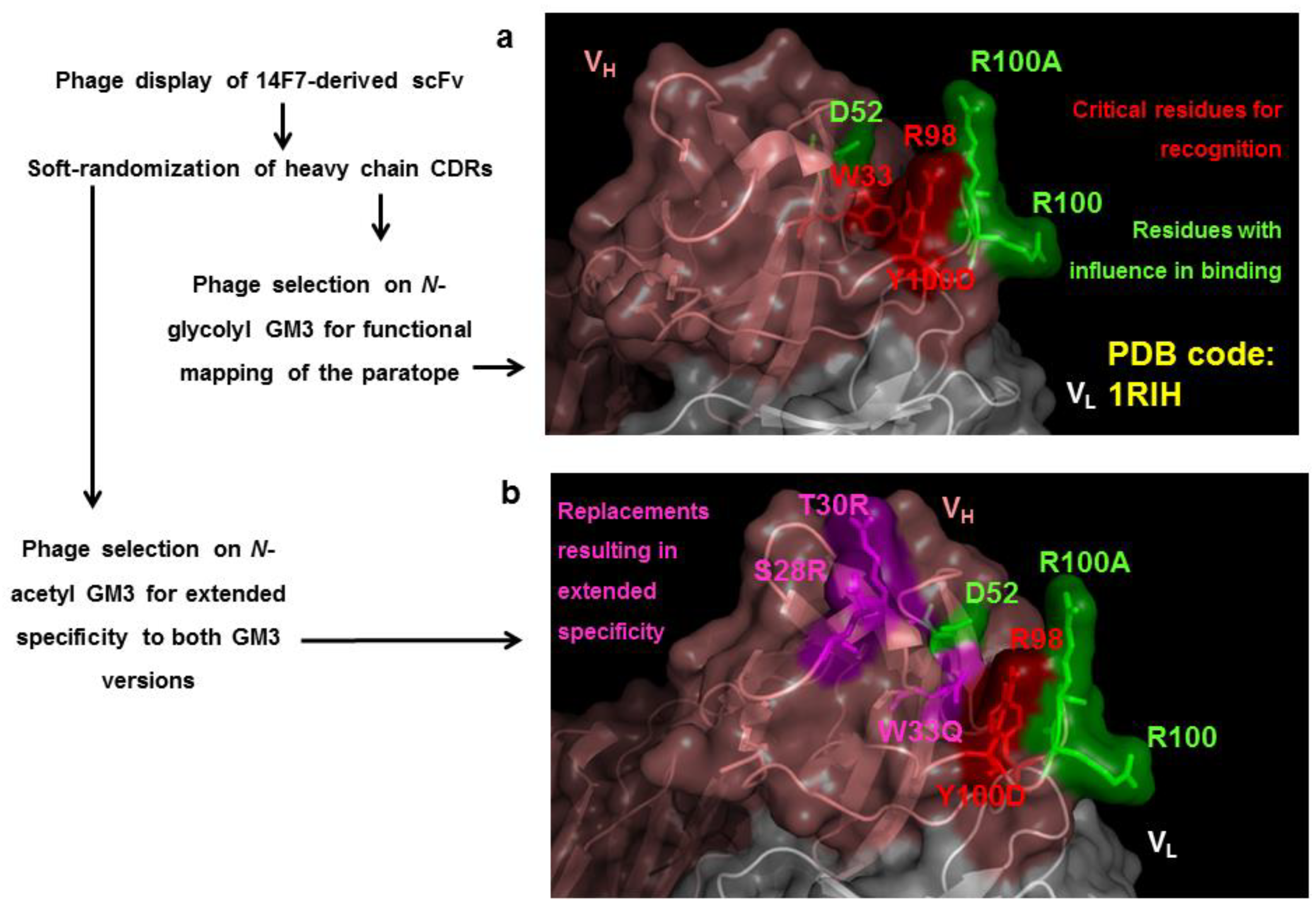 Antibodies 11 00048 g005 Antibodies 11 00048 g005