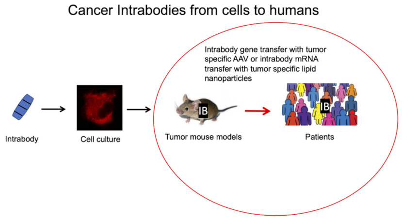 Antibodies 11 00049 g002 Antibodies 11 00049 g002
