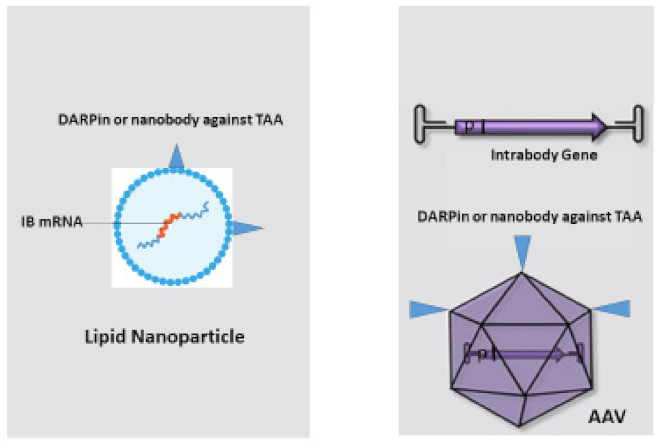 Antibodies 11 00049 g004 Antibodies 11 00049 g004