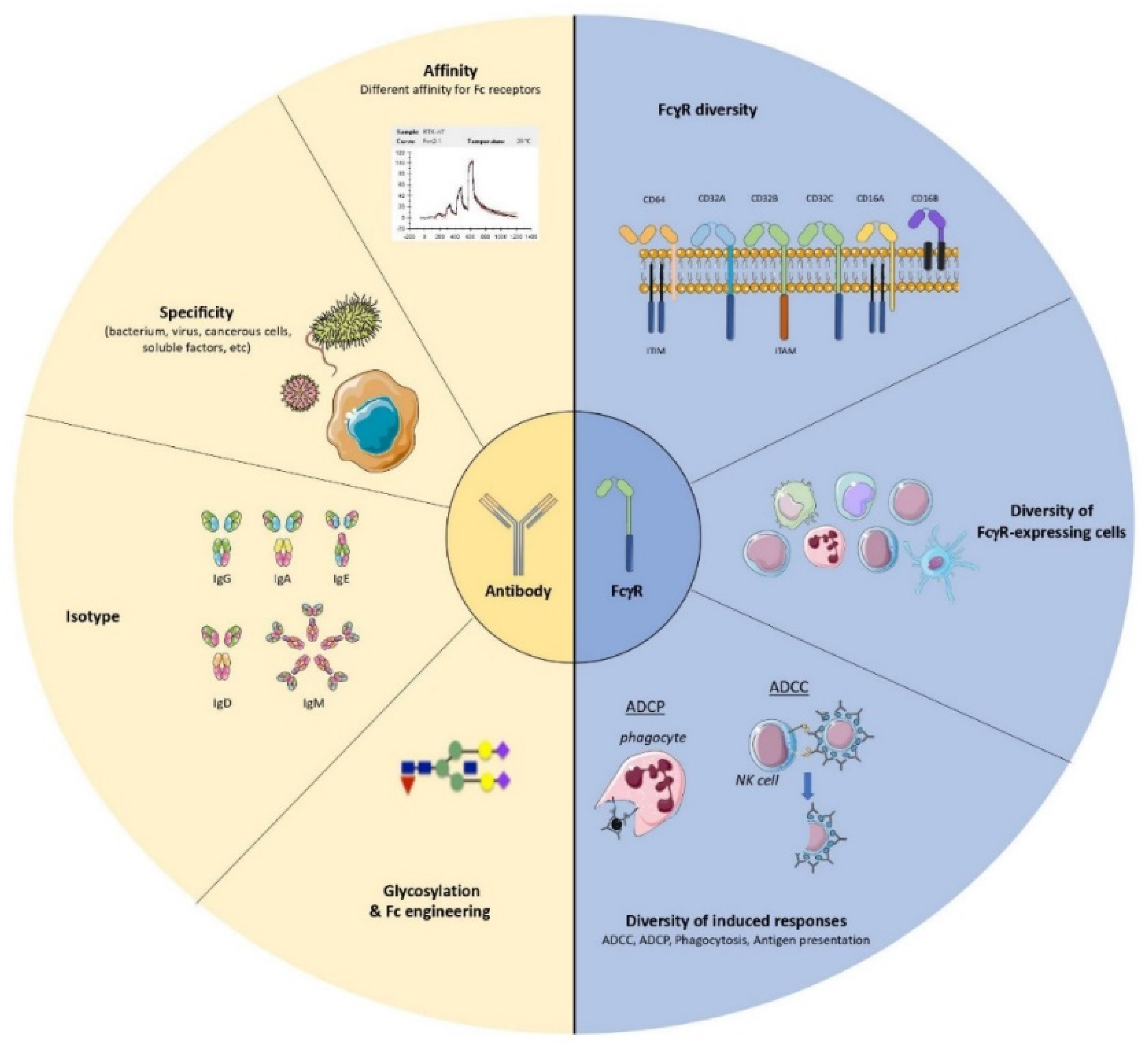 Antibodies 11 00050 g001 Antibodies 11 00050 g001