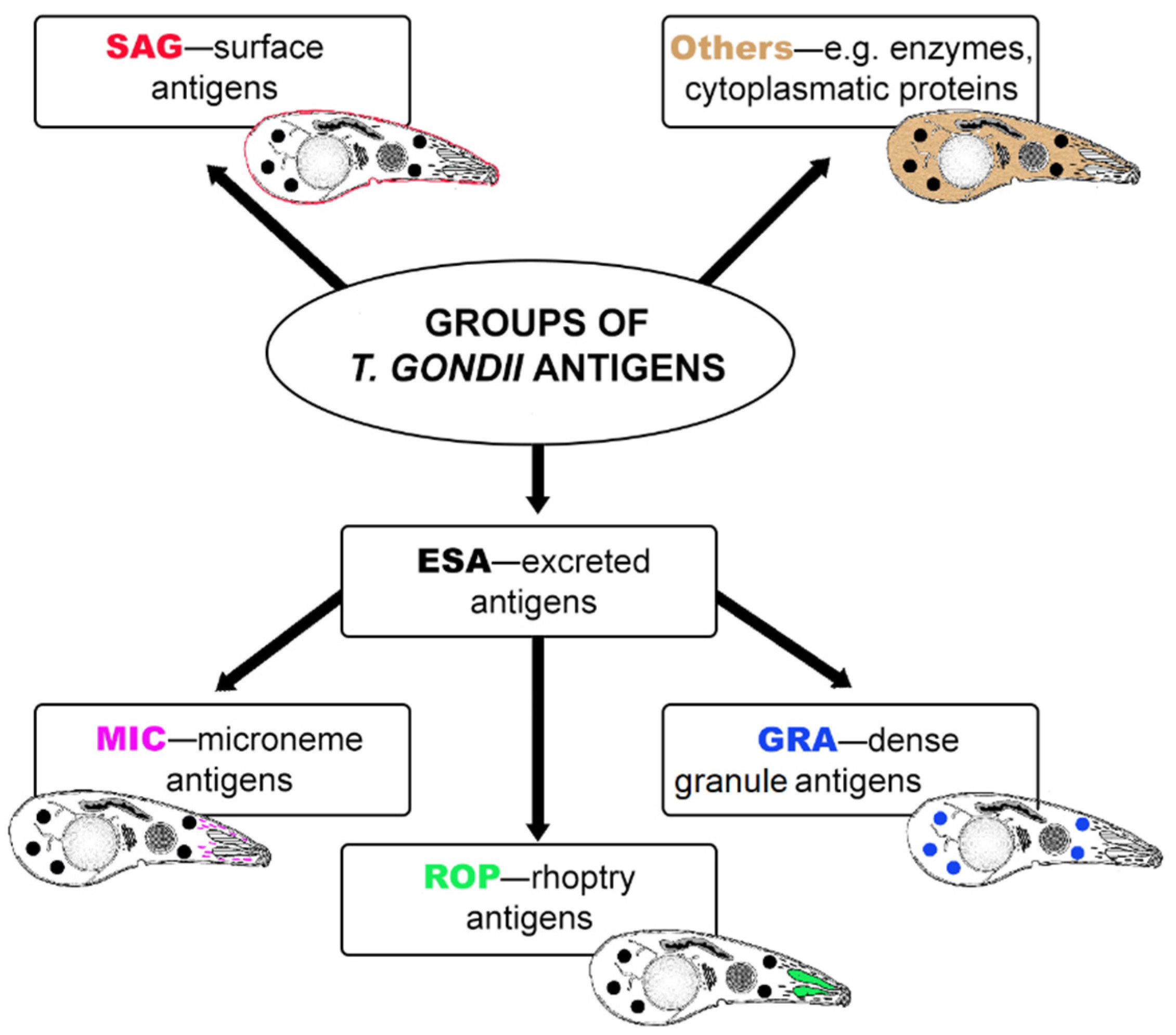 Antibodies 11 00052 g001 Antibodies 11 00052 g001