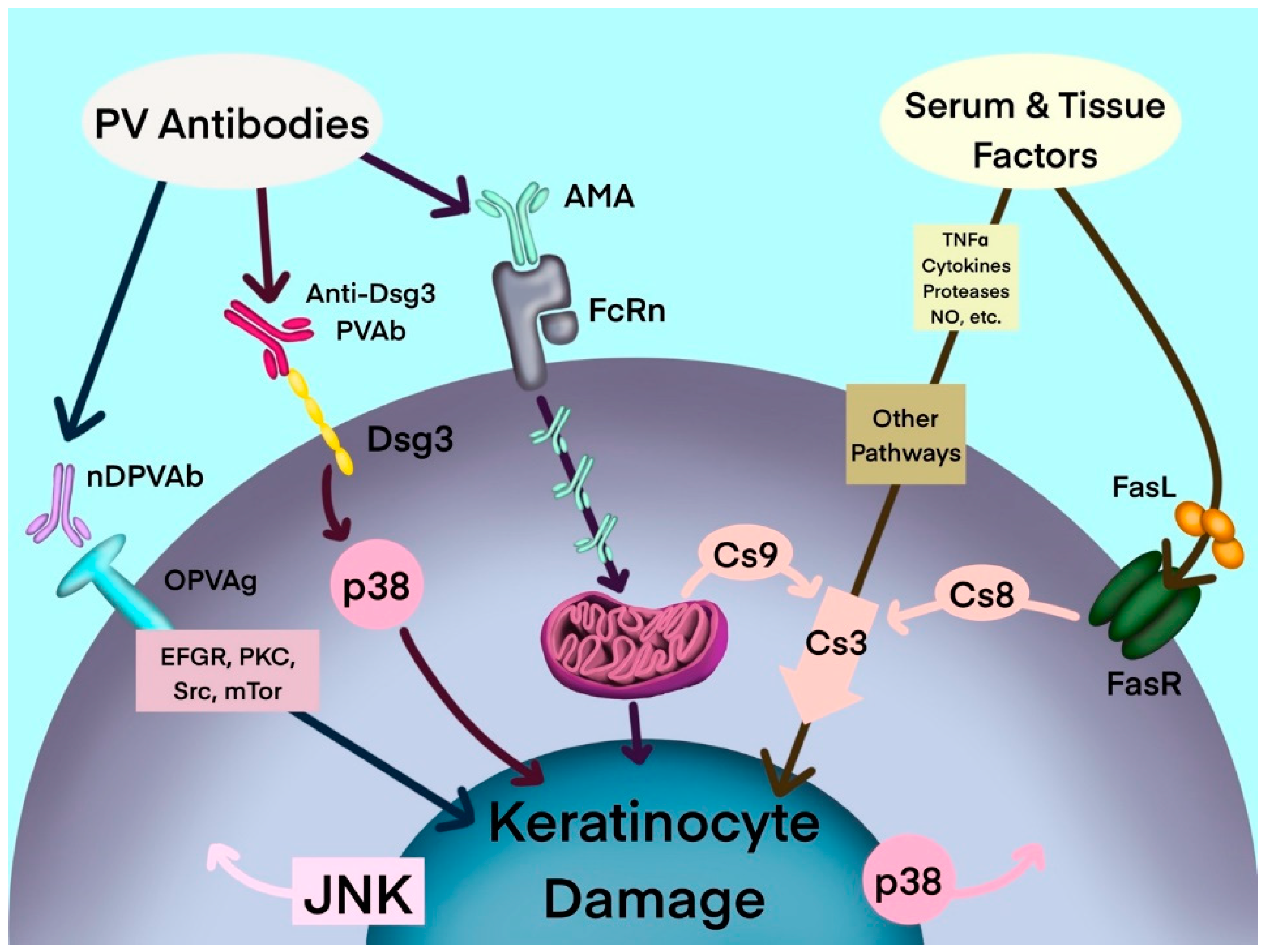 Antibodies 11 00055 g001