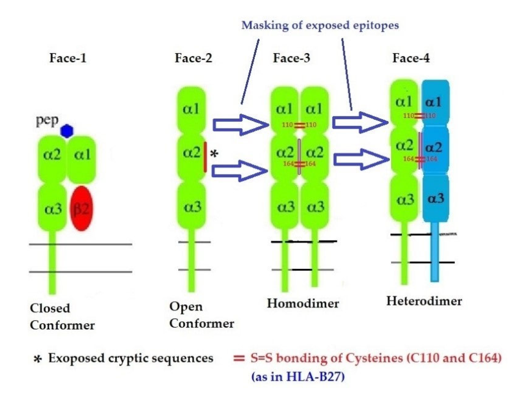 Antibodies Free FullText Role of HLAI Structural Variants and the