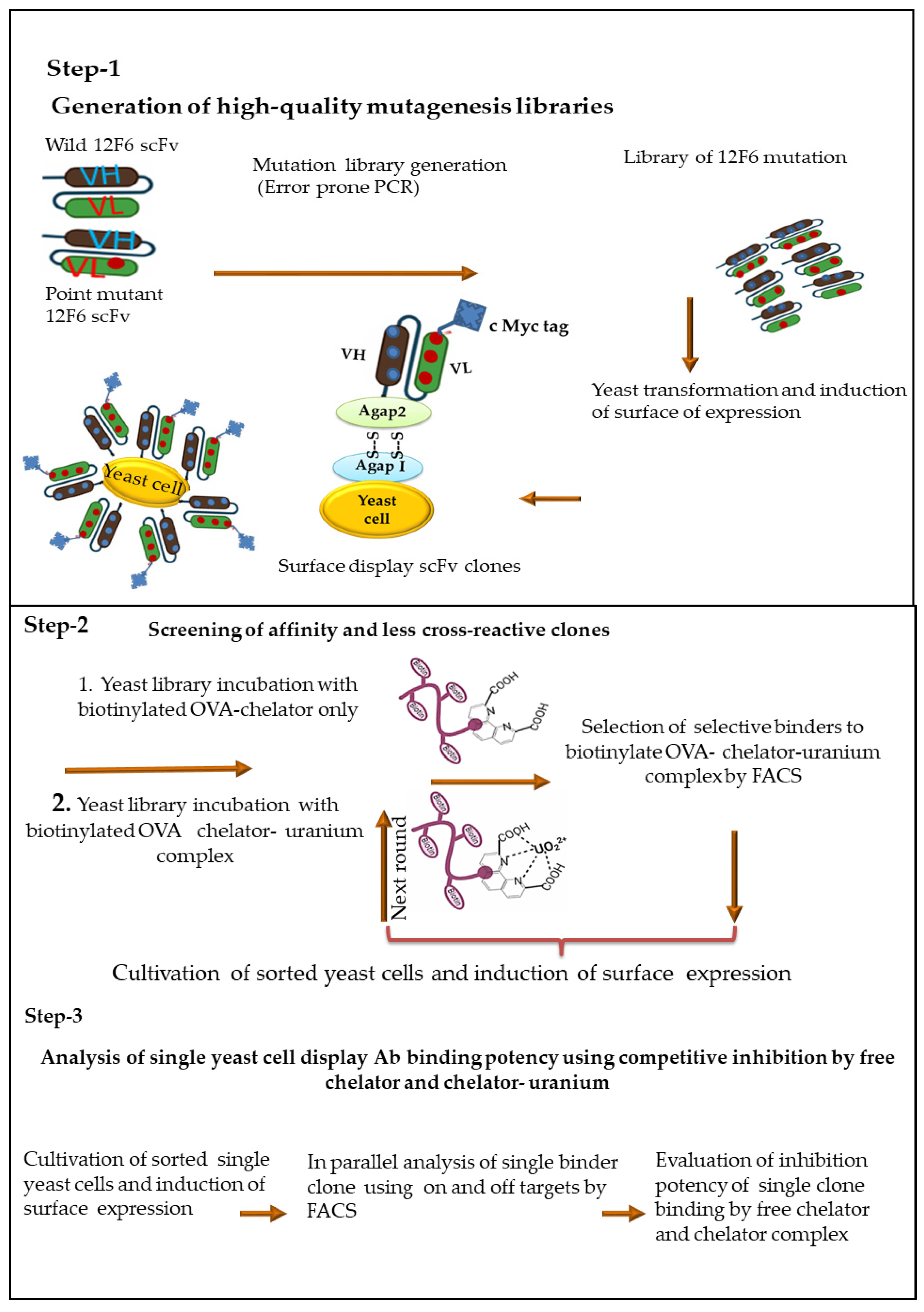 Antibodies 11 00061 g001 Antibodies 11 00061 g001