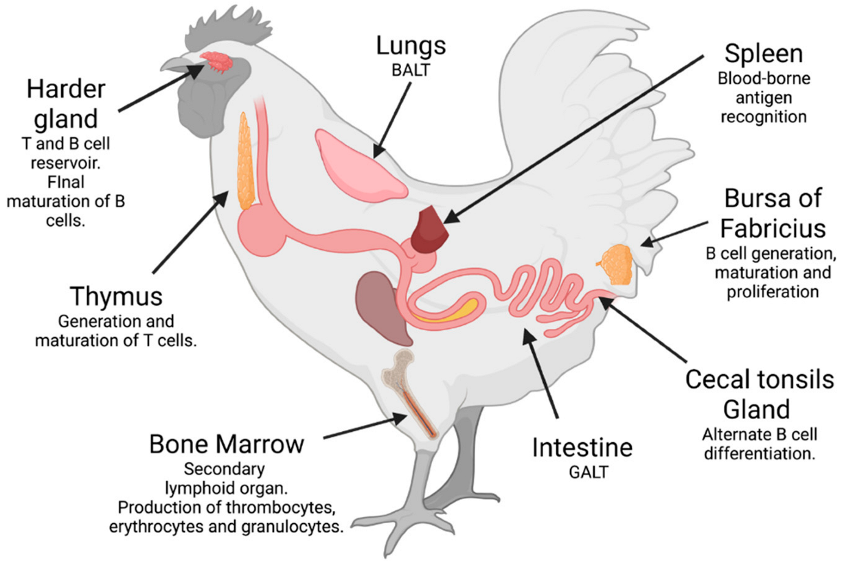Antibodies 11 00062 g001 Antibodies 11 00062 g001