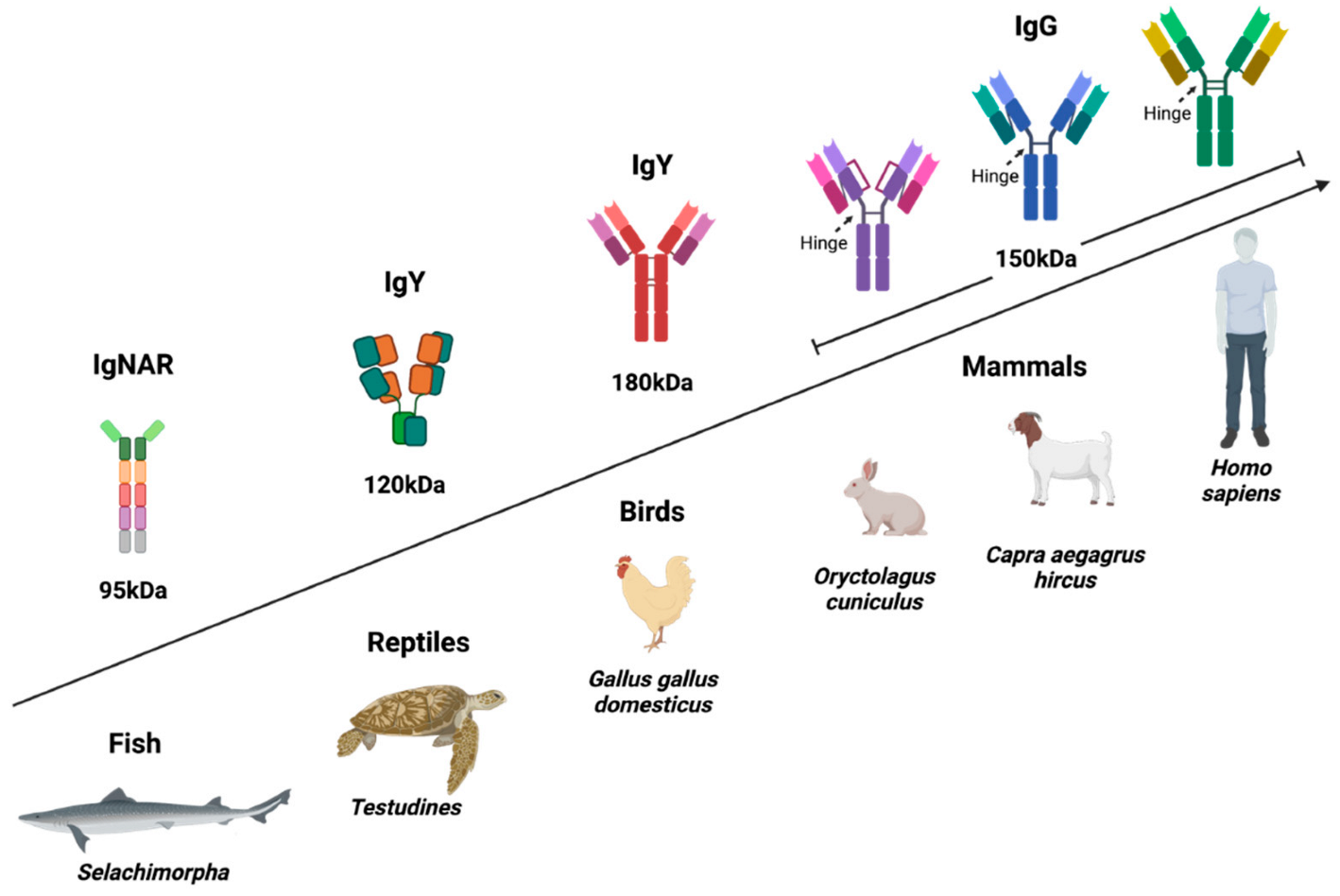 Antibodies 11 00062 g002 Antibodies 11 00062 g002