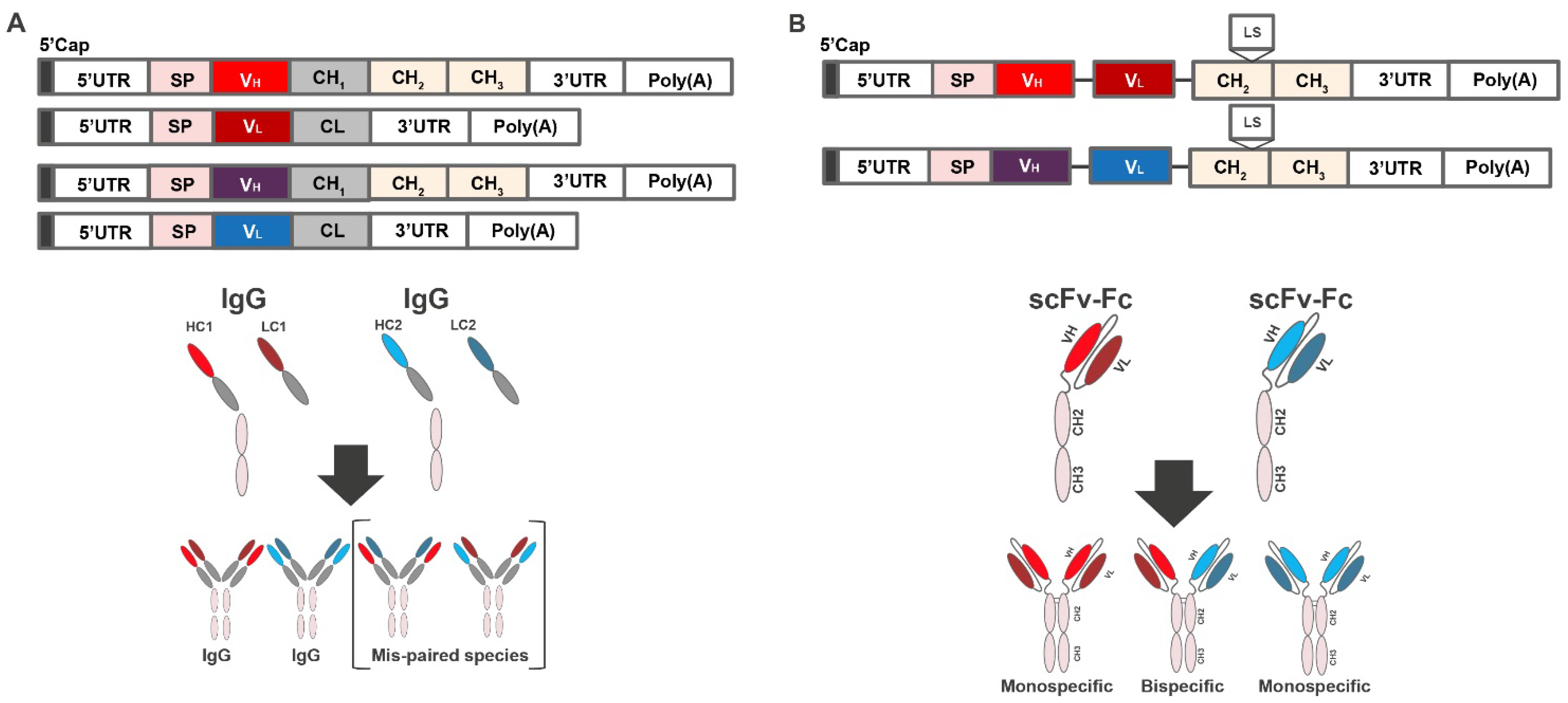 Antibodies 11 00067 g001