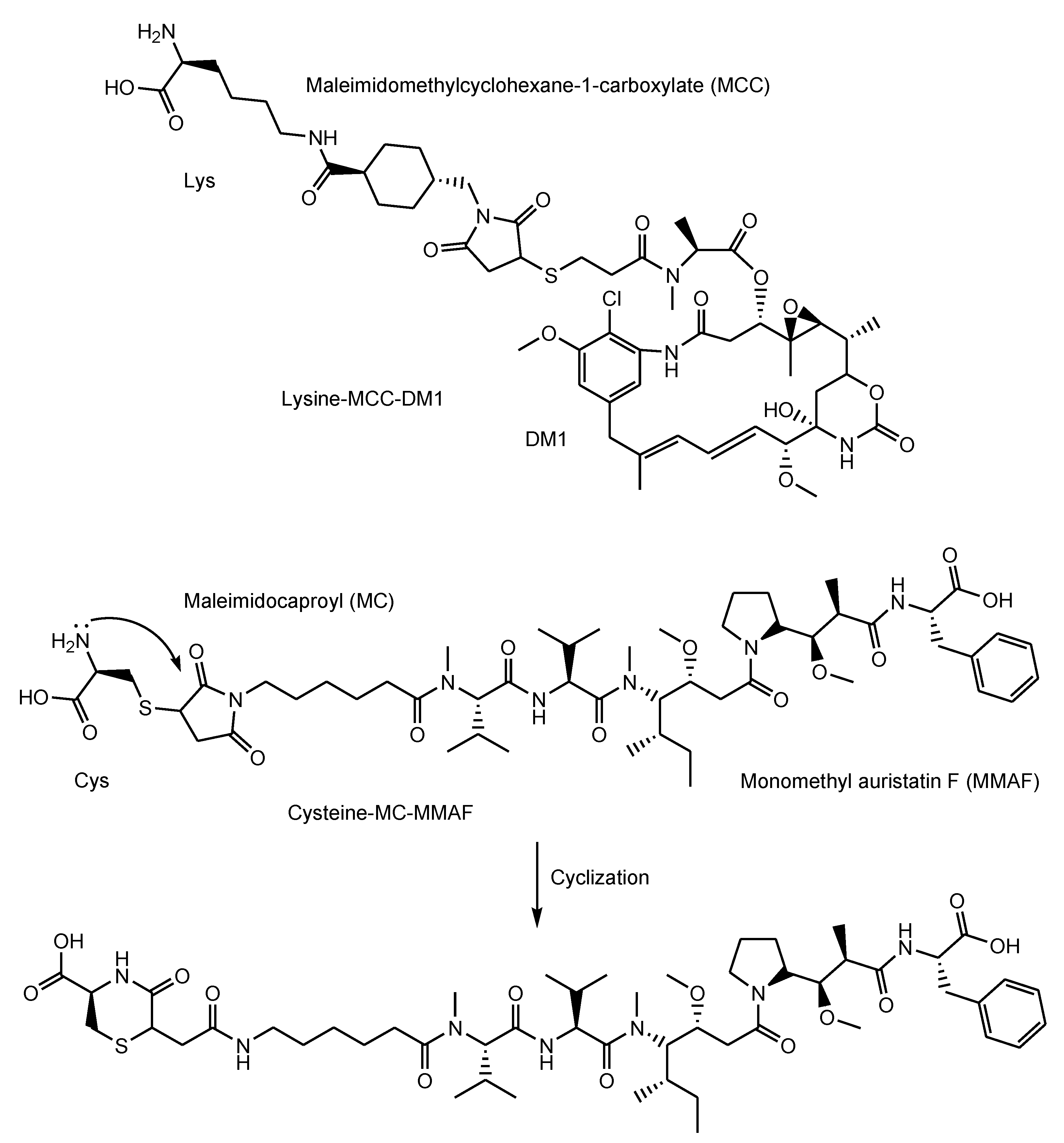 Antibodies 11 00078 g004
