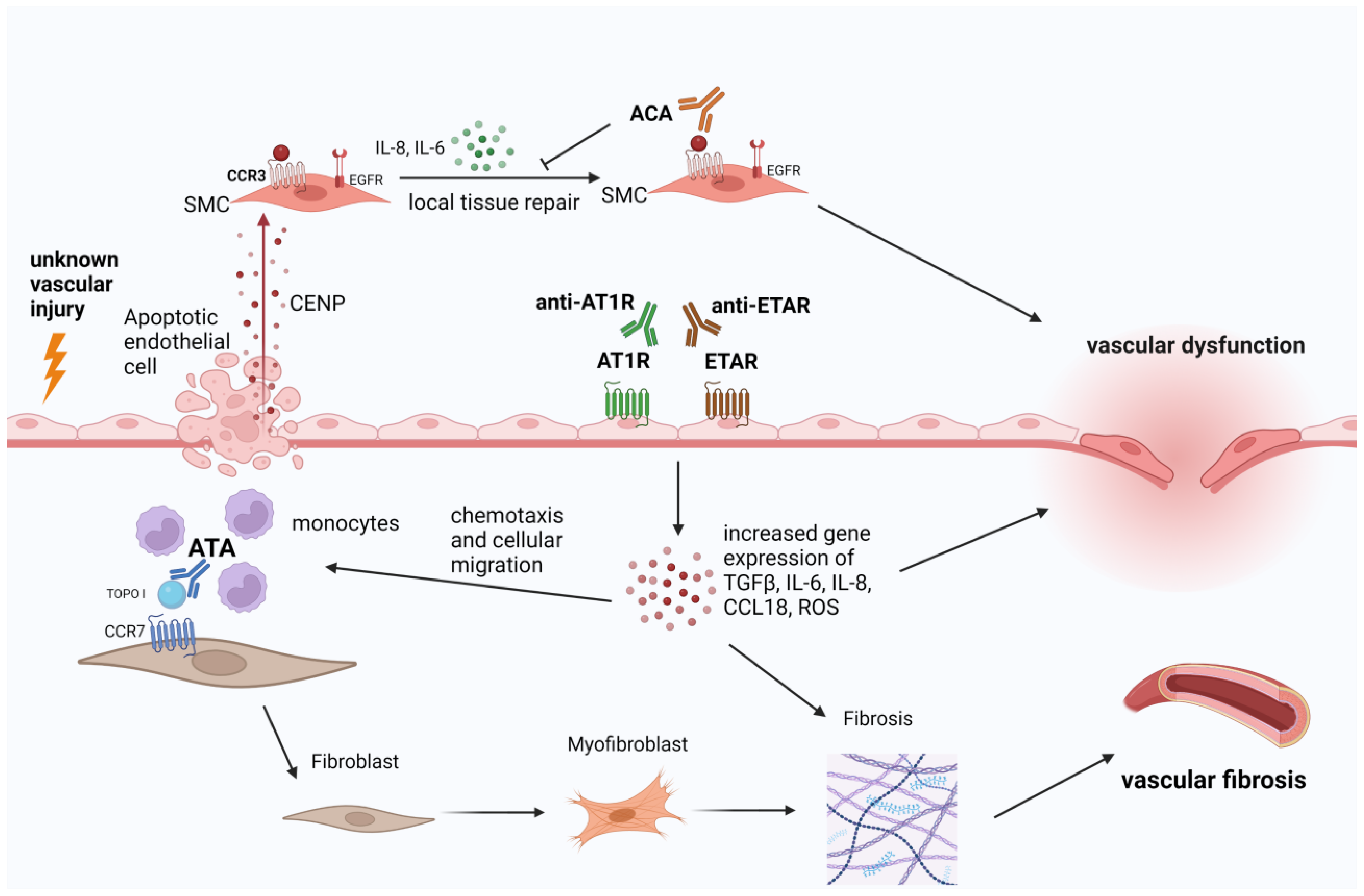 Antibodies 12 00003 g002