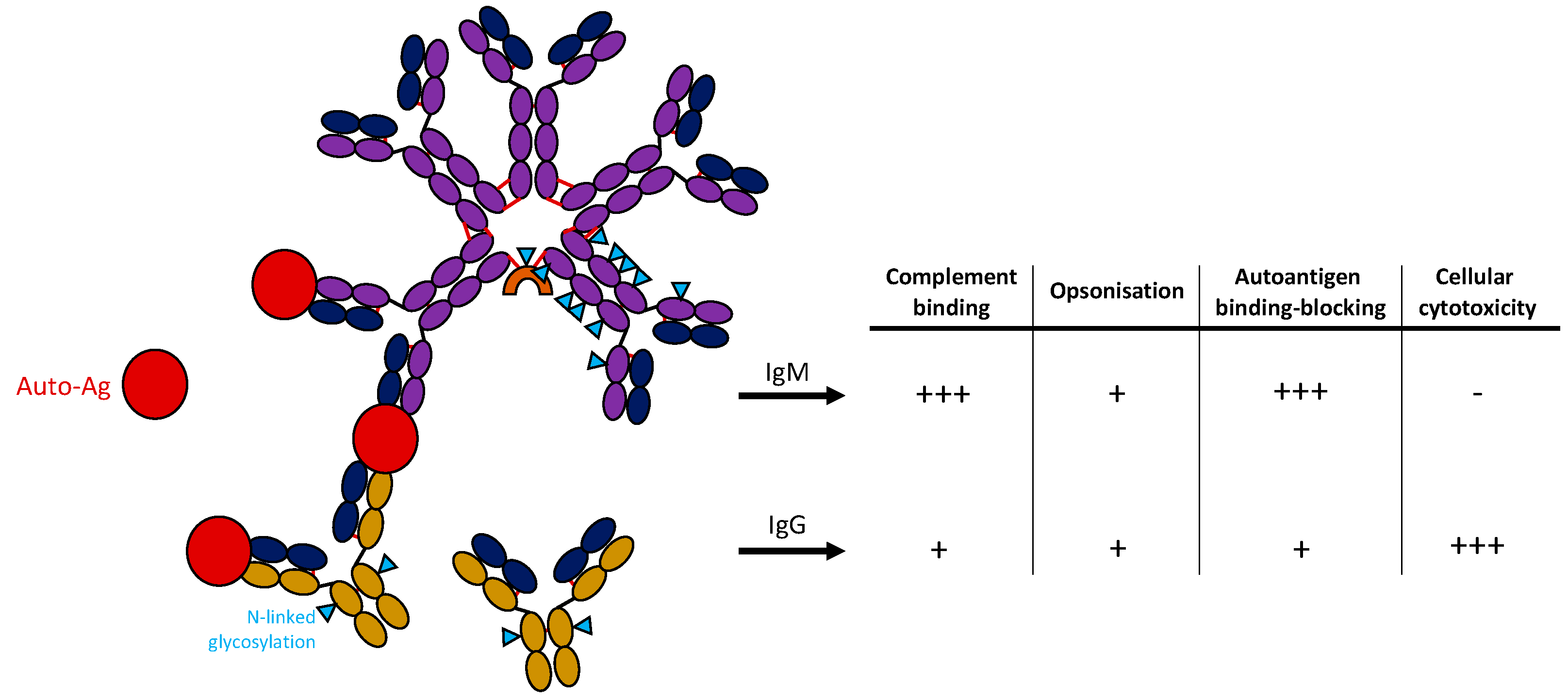 Antibodies 12 00004 g001
