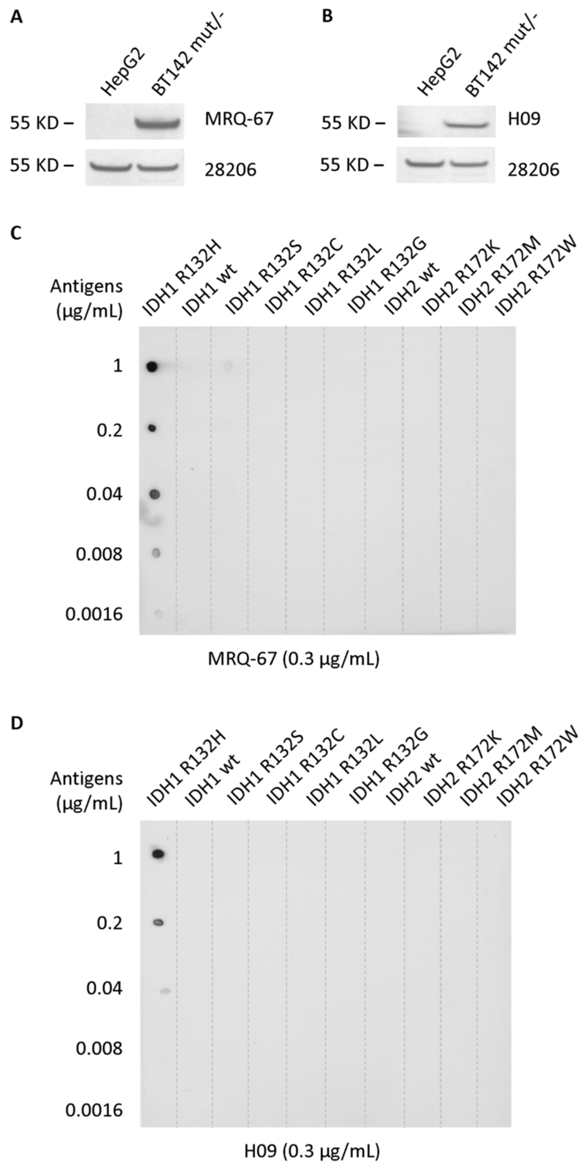 Antibodies 12 00014 g002 Antibodies 12 00014 g002