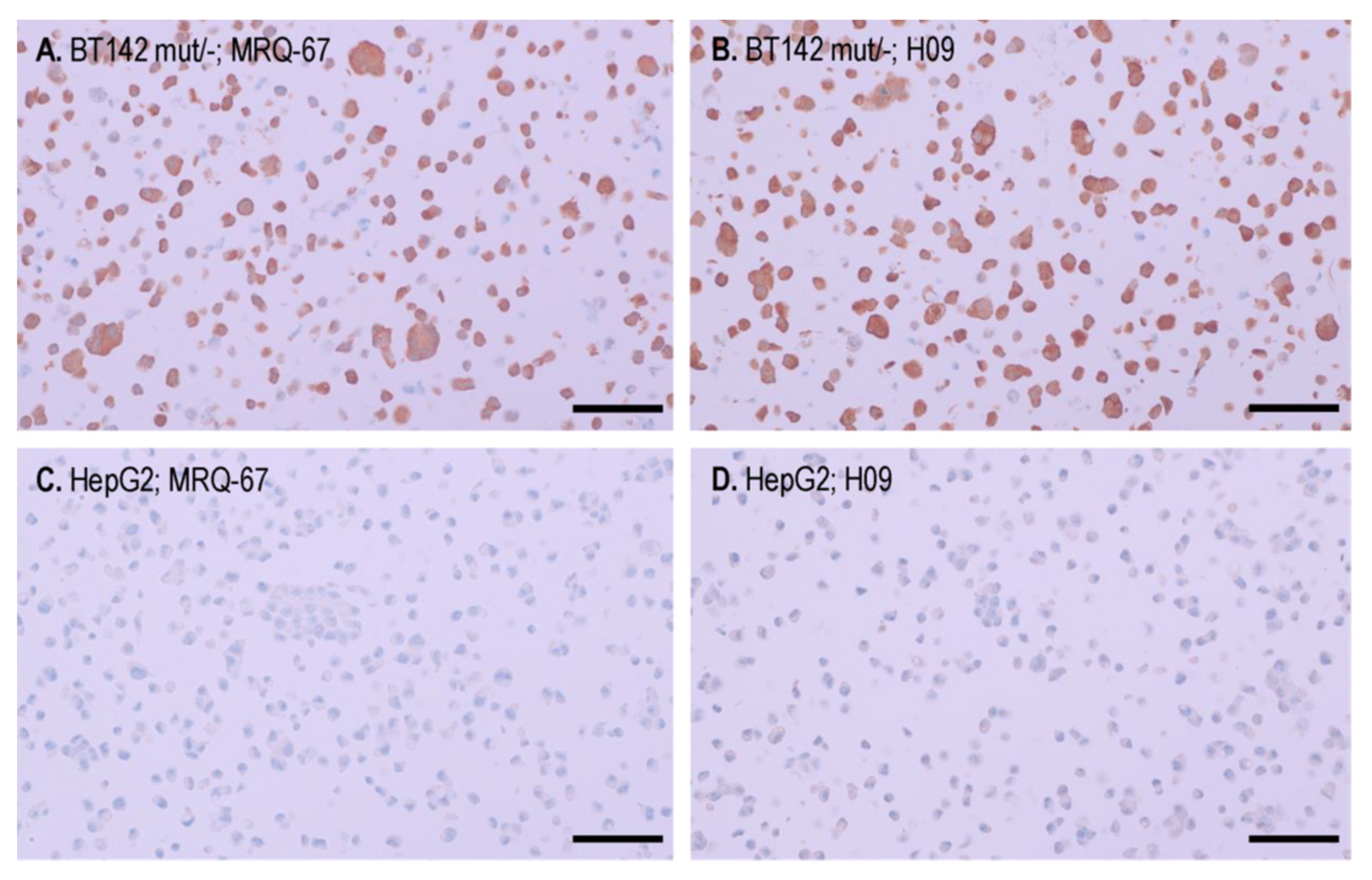 Antibodies 12 00014 g003 Antibodies 12 00014 g003