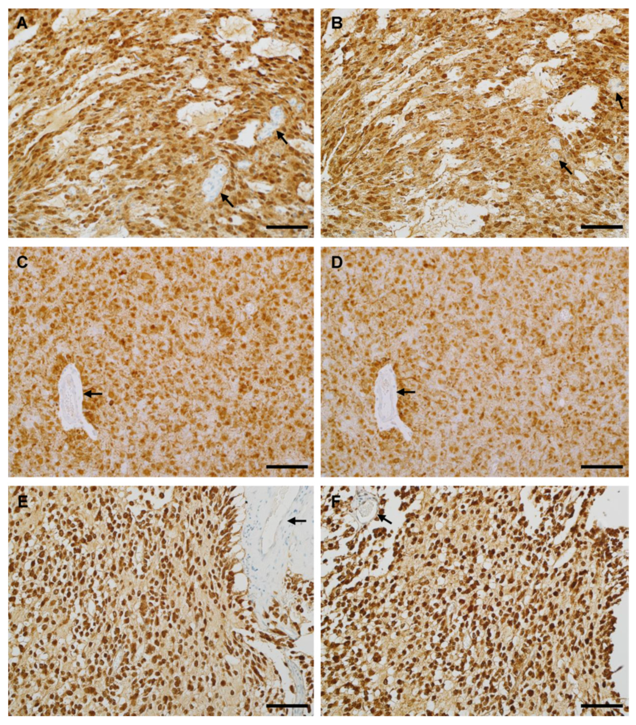 Antibodies 12 00014 g004 Antibodies 12 00014 g004