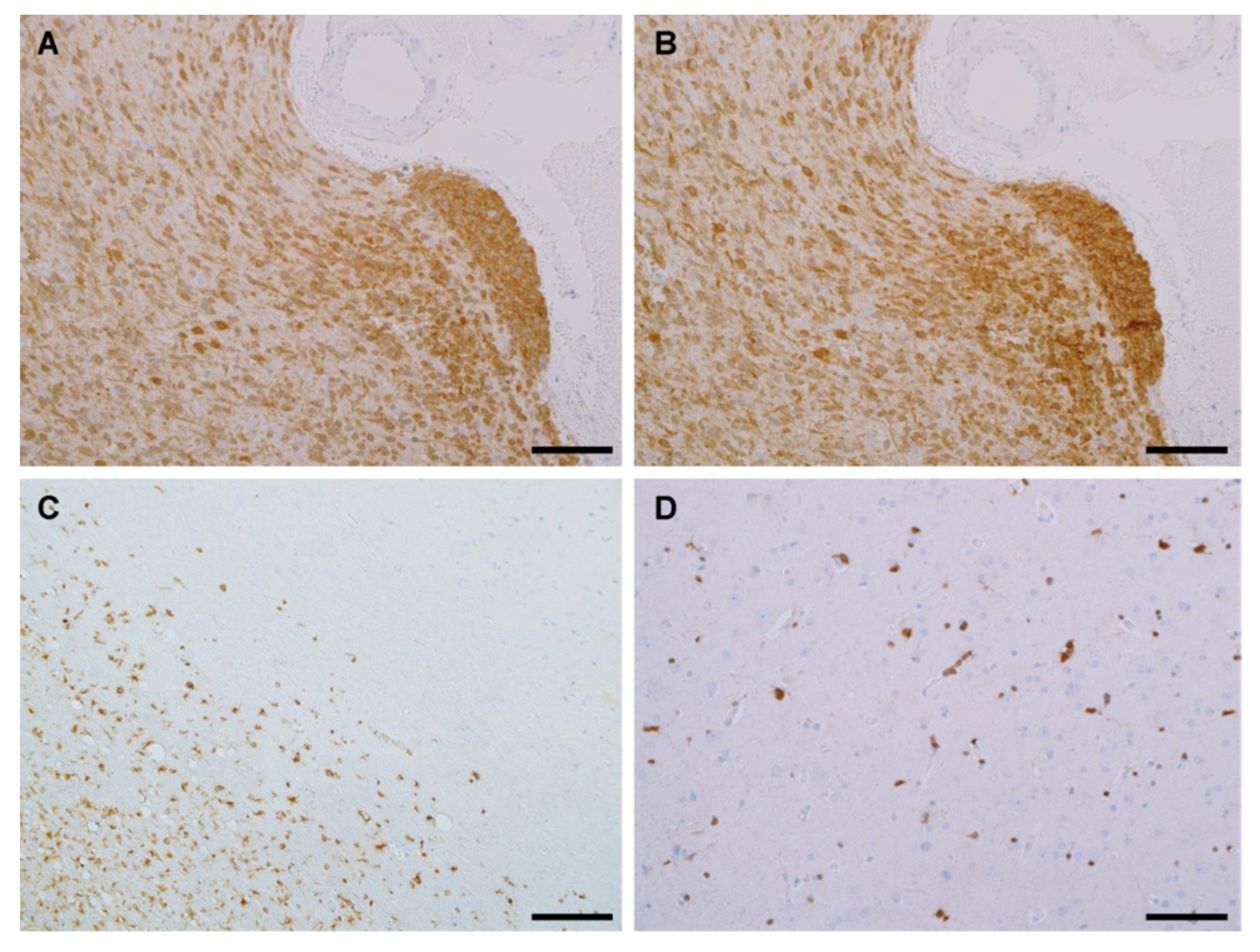Antibodies 12 00014 g005 Antibodies 12 00014 g005