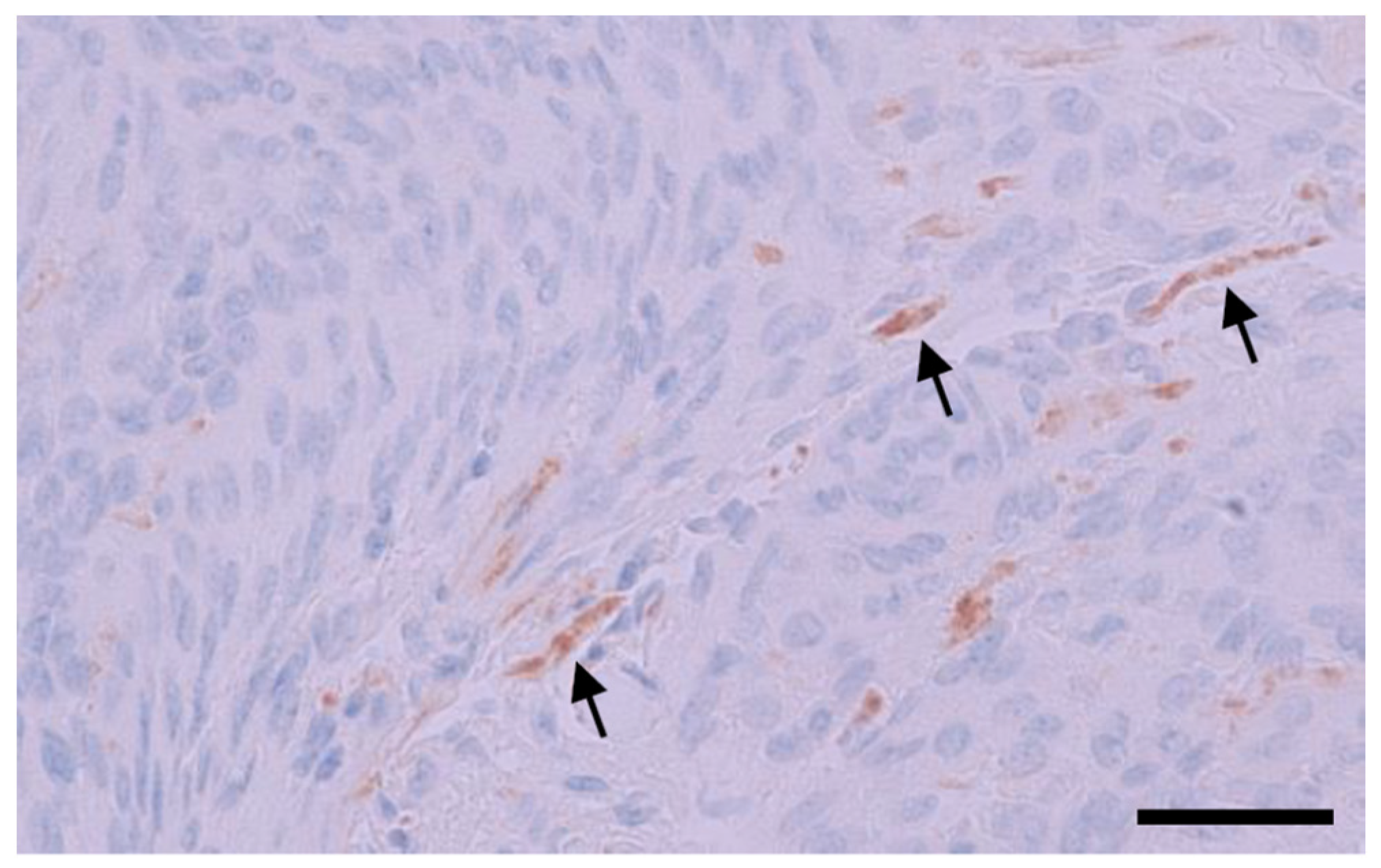 Antibodies 12 00014 g008 Antibodies 12 00014 g008