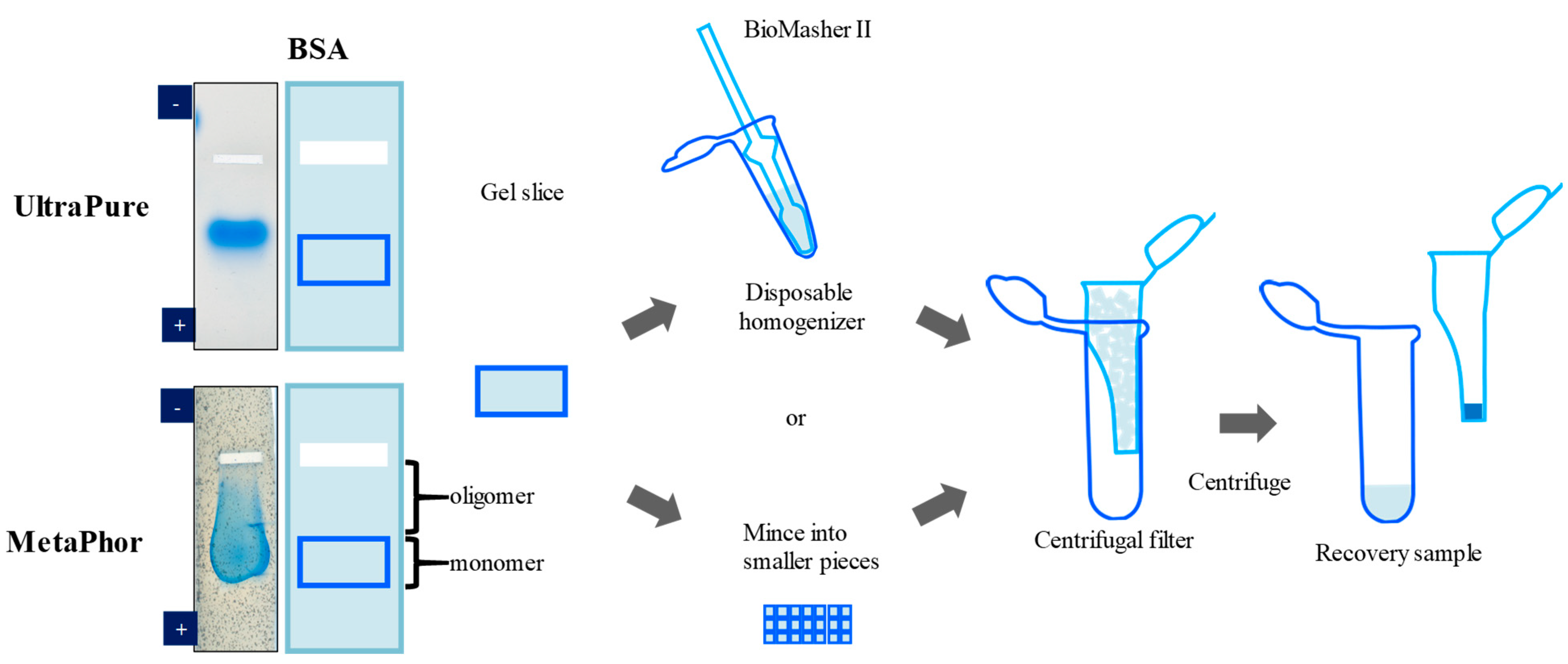 Antibodies 12 00015 g001