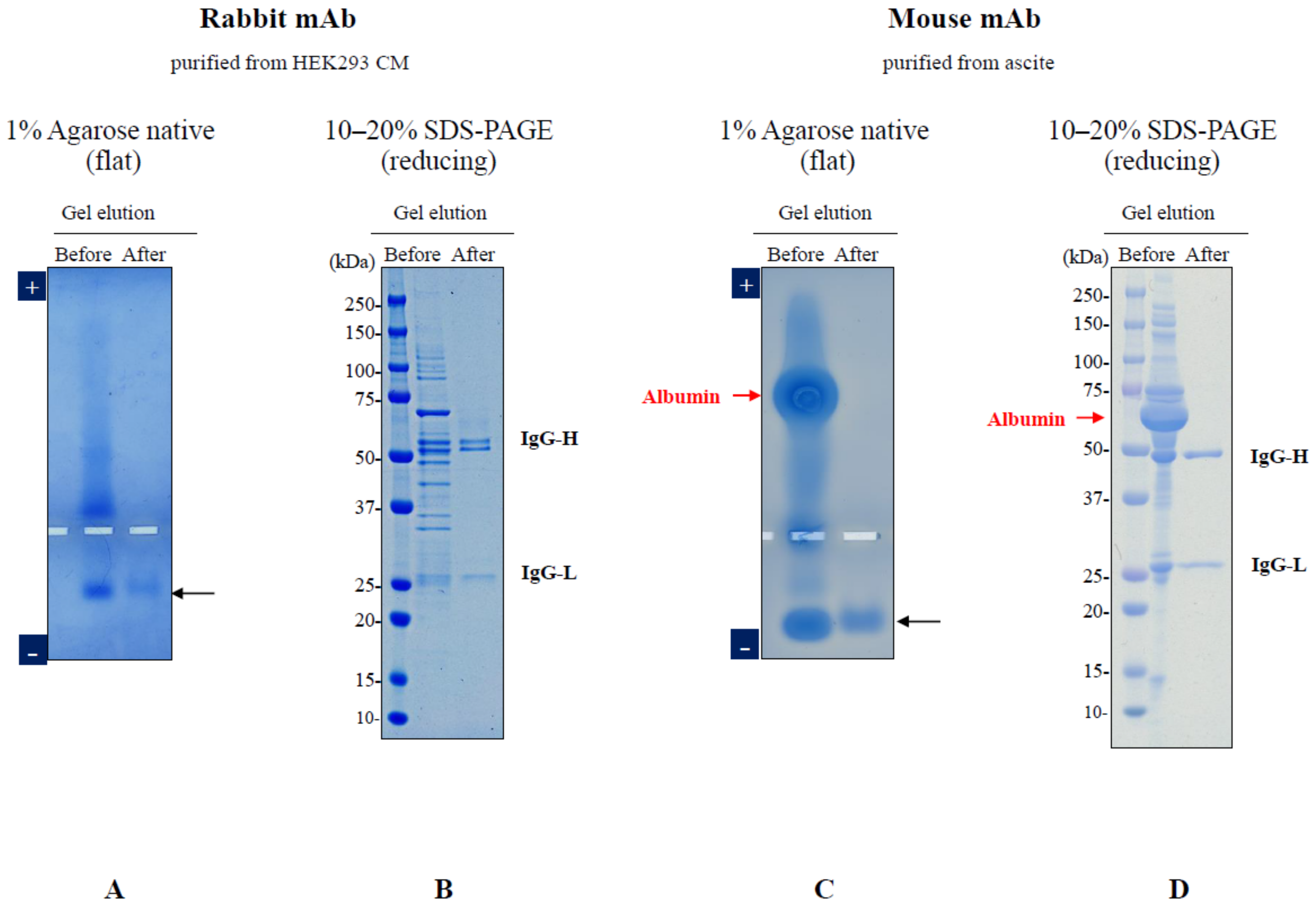 Antibodies 12 00015 g003