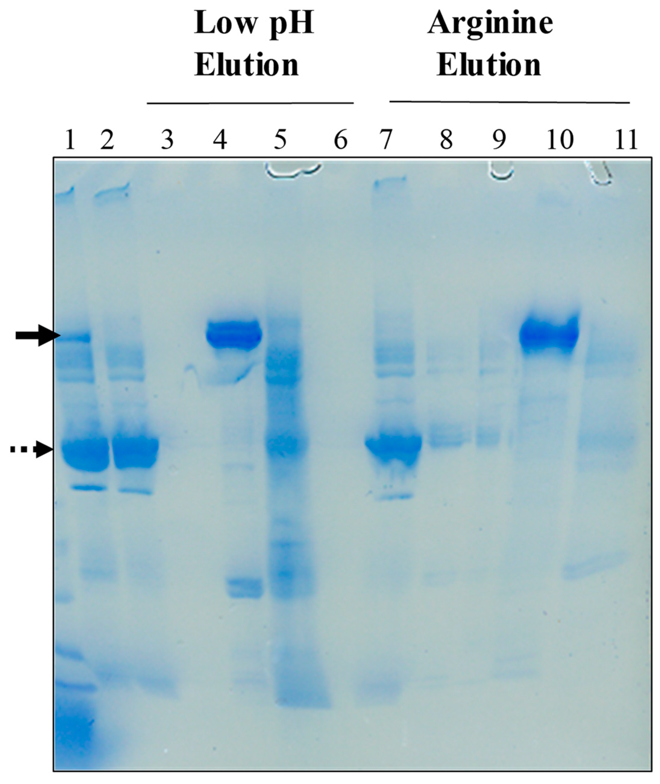 Antibodies 12 00015 g009