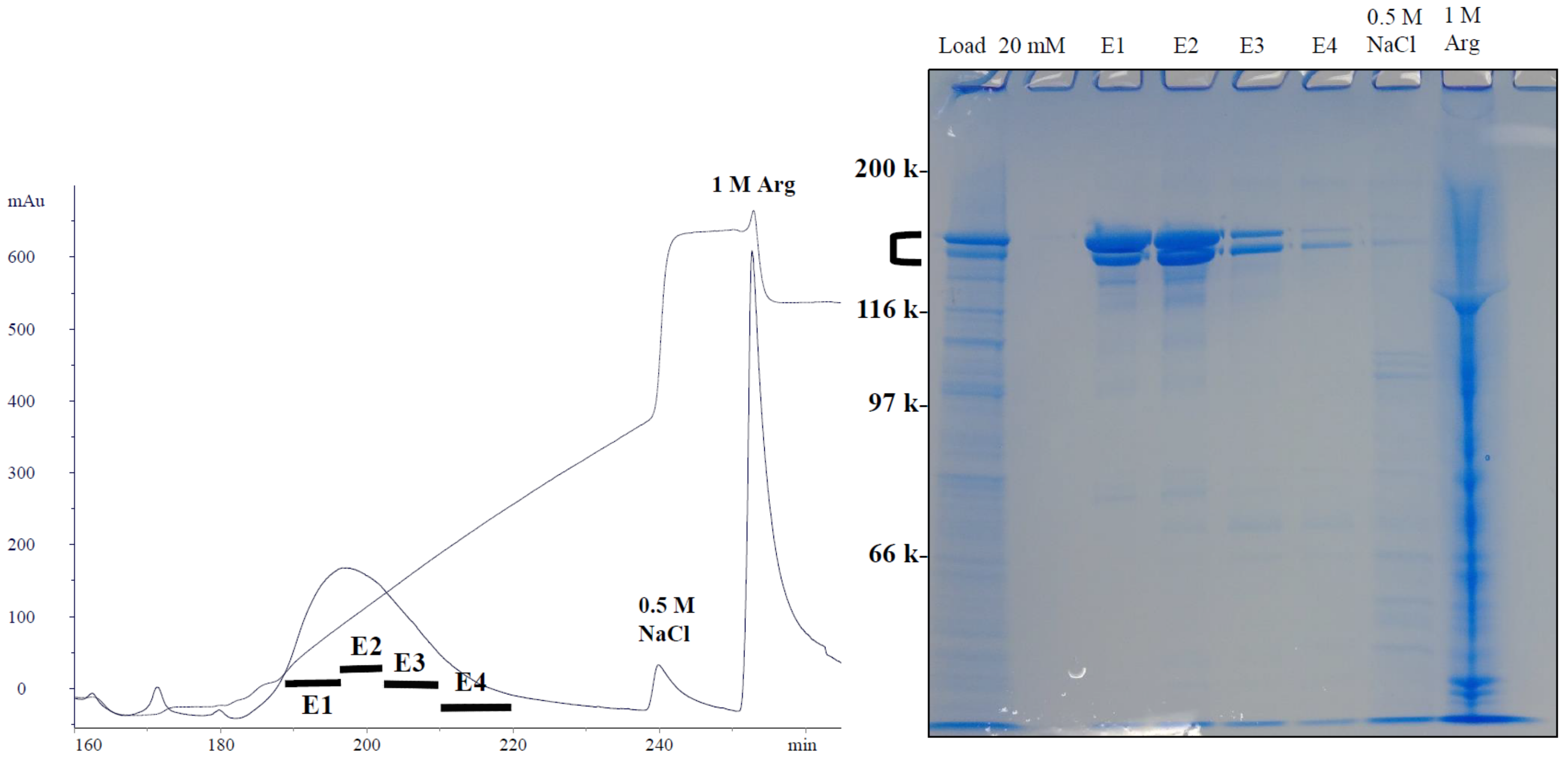Antibodies 12 00015 g011