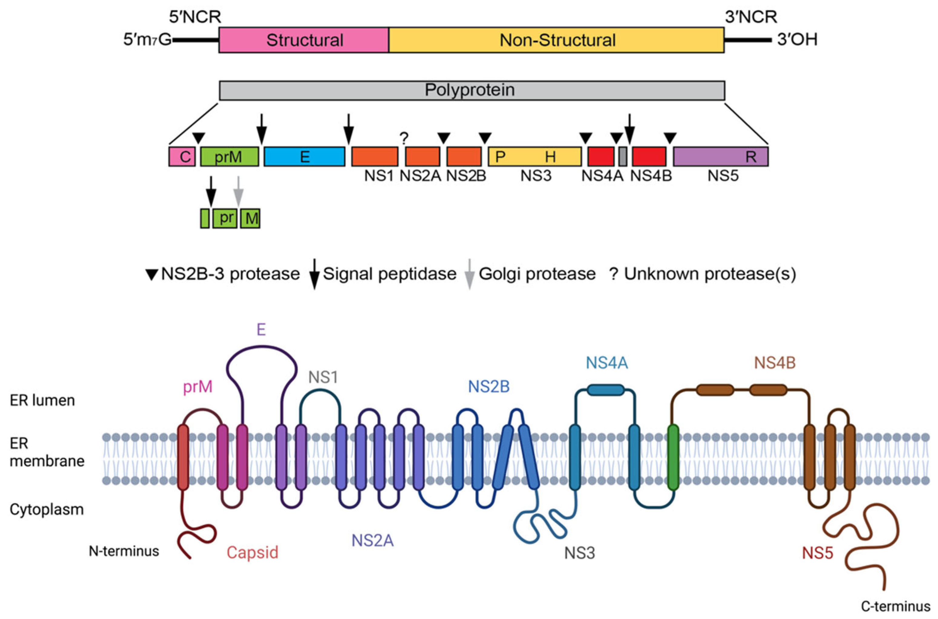 Antibodies 12 00018 g002 Antibodies 12 00018 g002