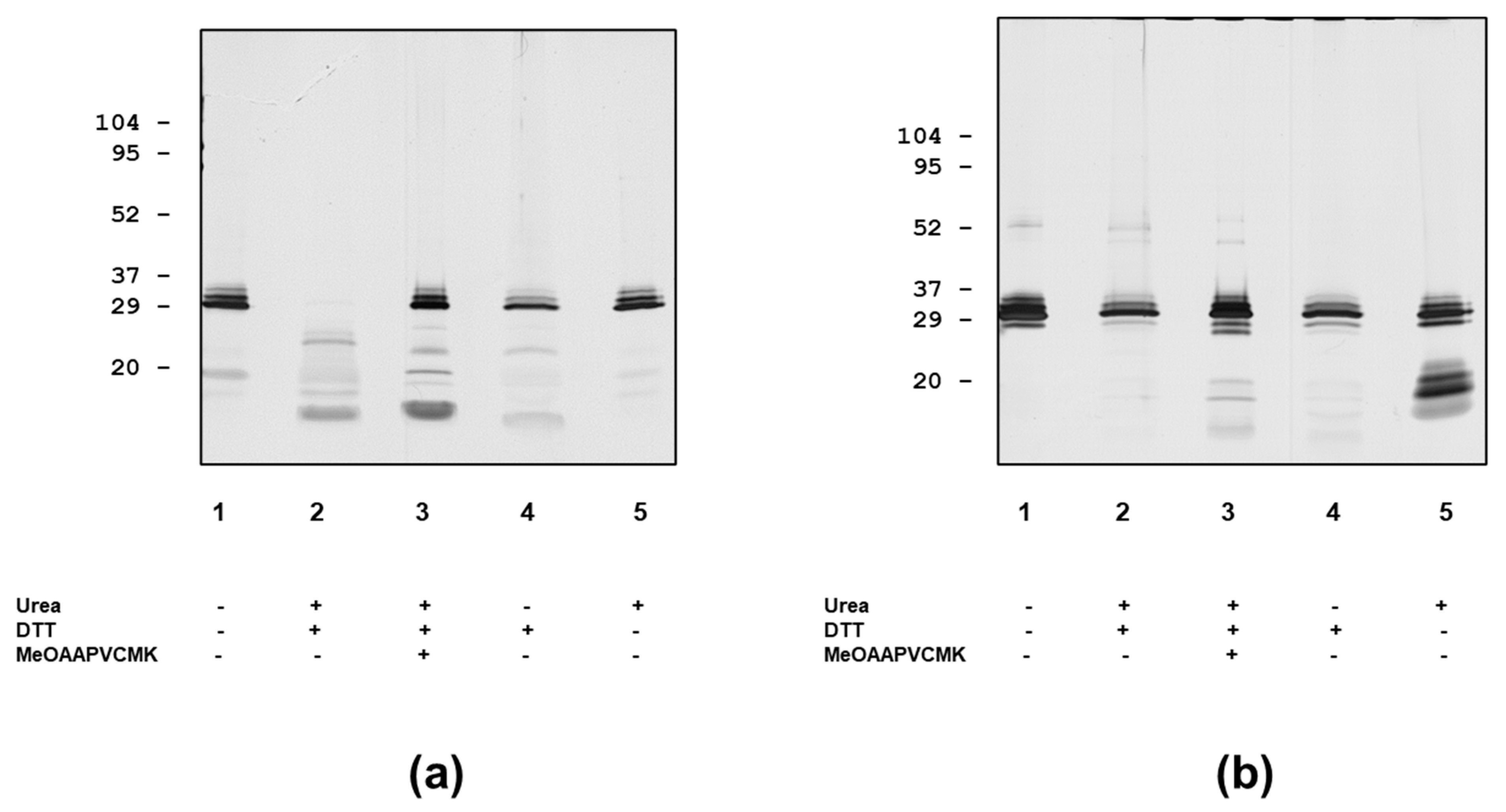 Antibodies 12 00023 g005 Antibodies 12 00023 g005