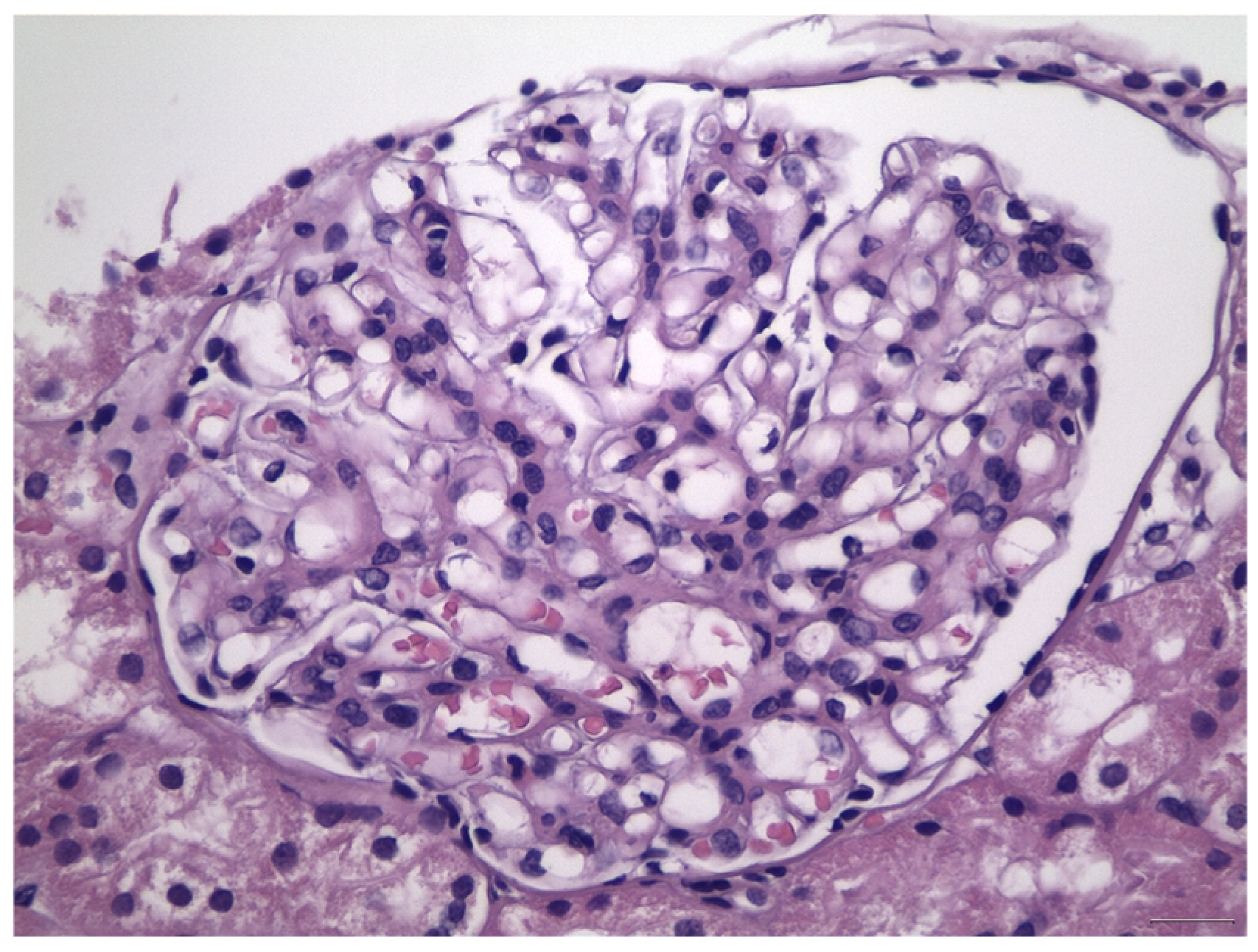 Antibodies 12 00040 g001