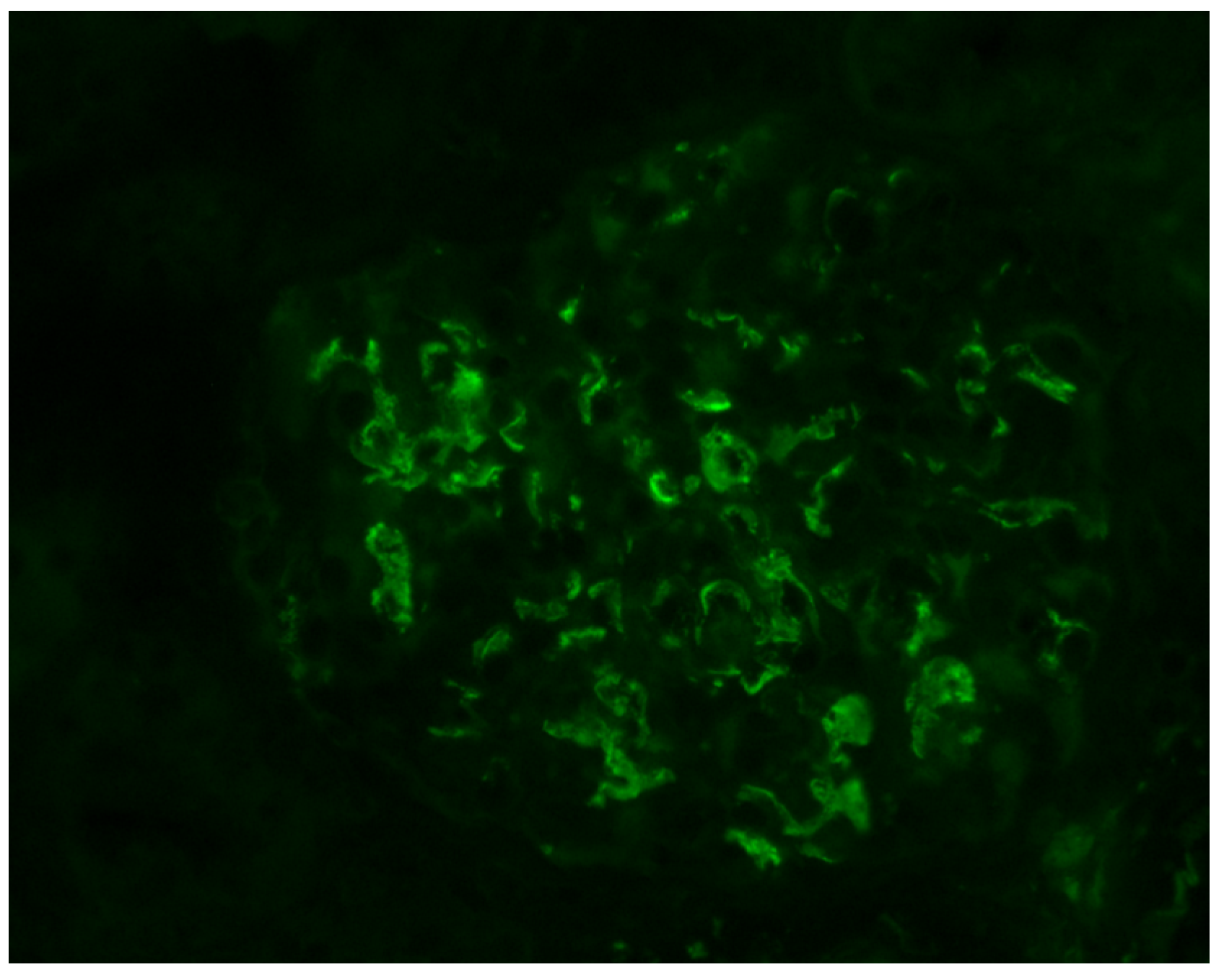Antibodies 12 00040 g003