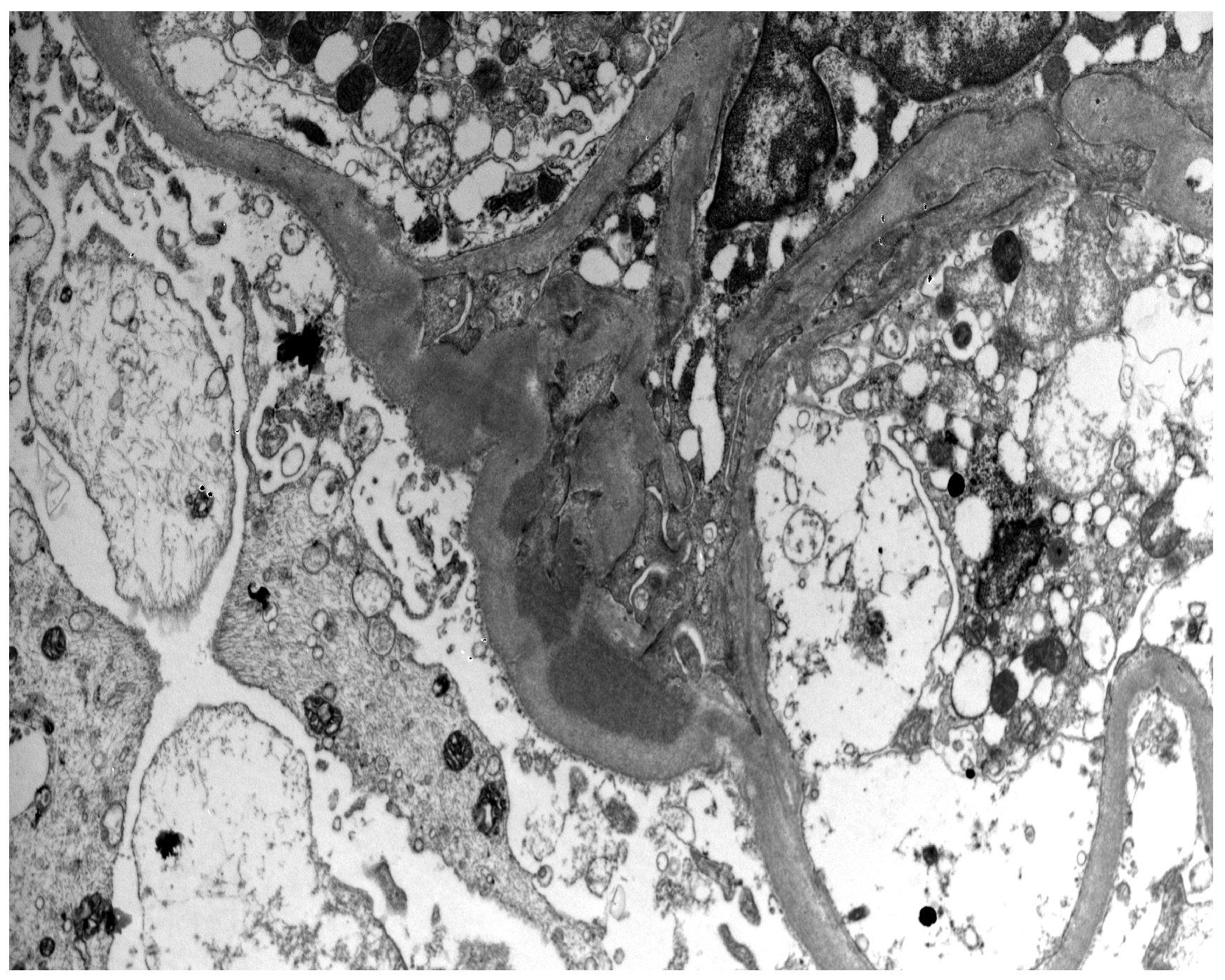 Antibodies 12 00040 g004