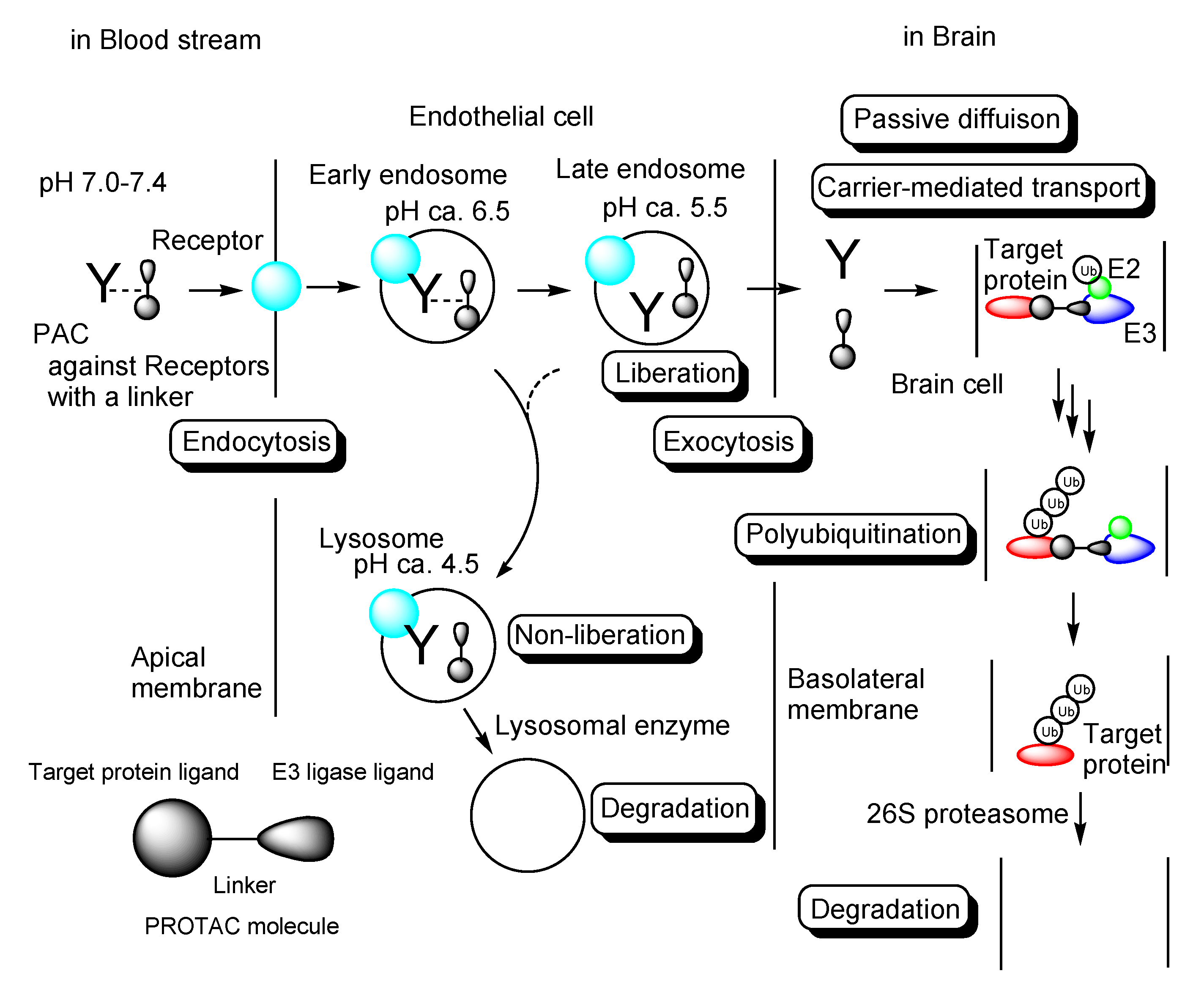 Antibodies Free FullText ProteolysisTargeting Chimera (PROTAC