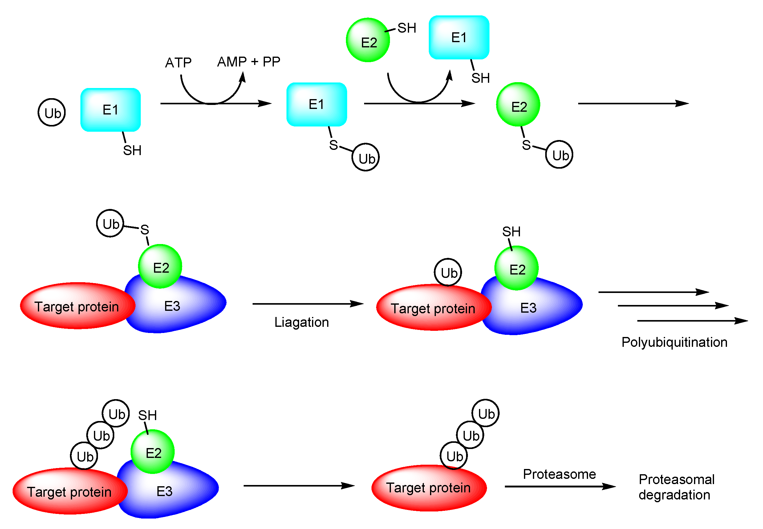 Antibodies 12 00043 g003