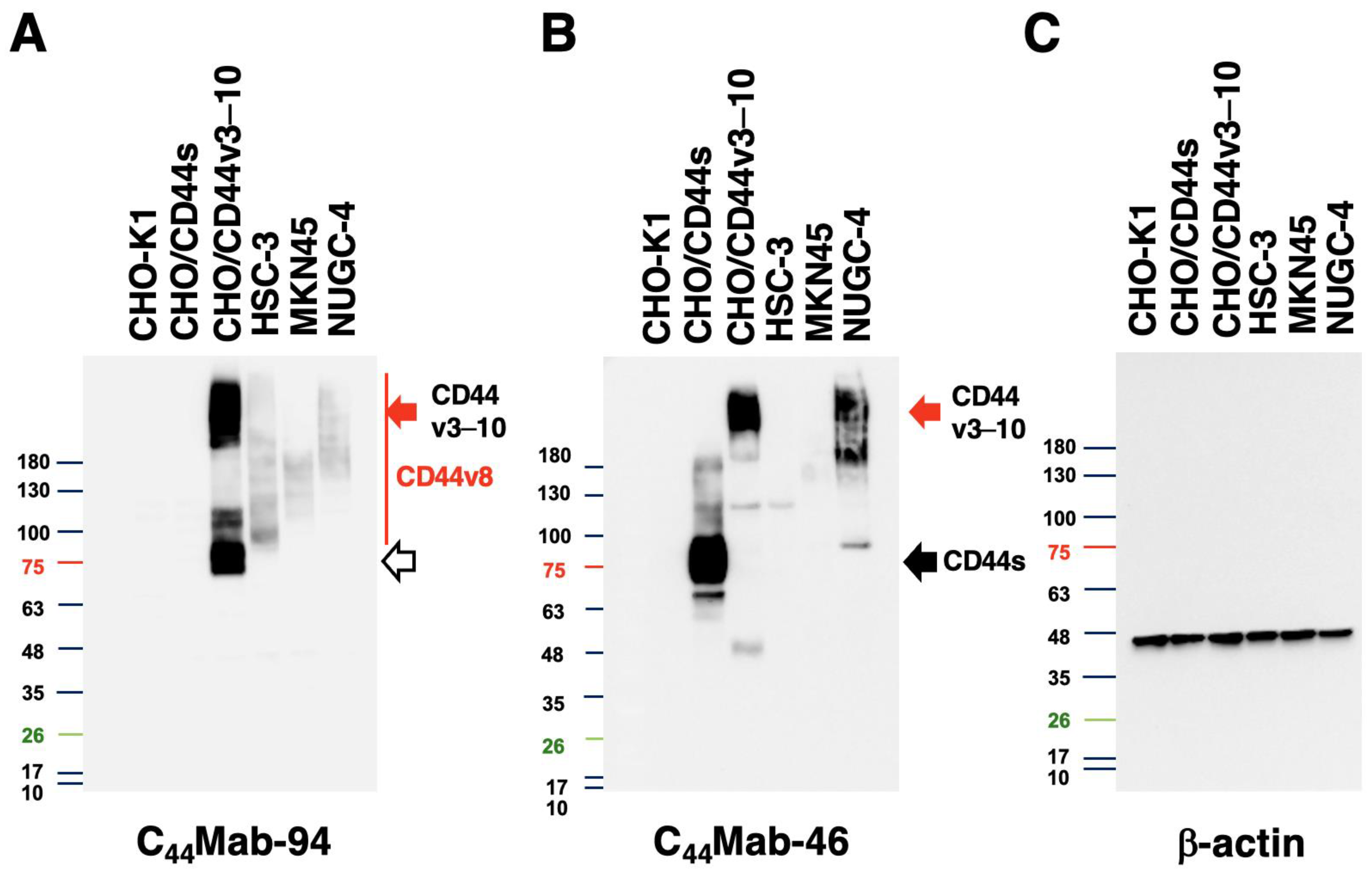 Antibodies 12 00045 g005 Antibodies 12 00045 g005