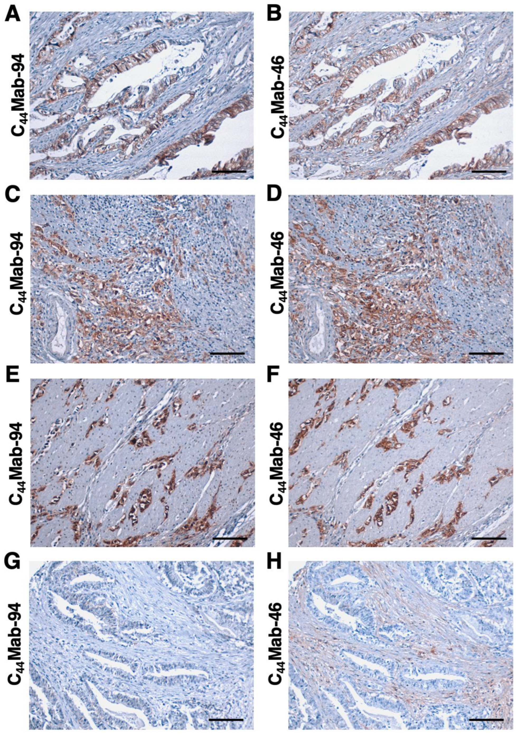 Antibodies 12 00045 g006 Antibodies 12 00045 g006