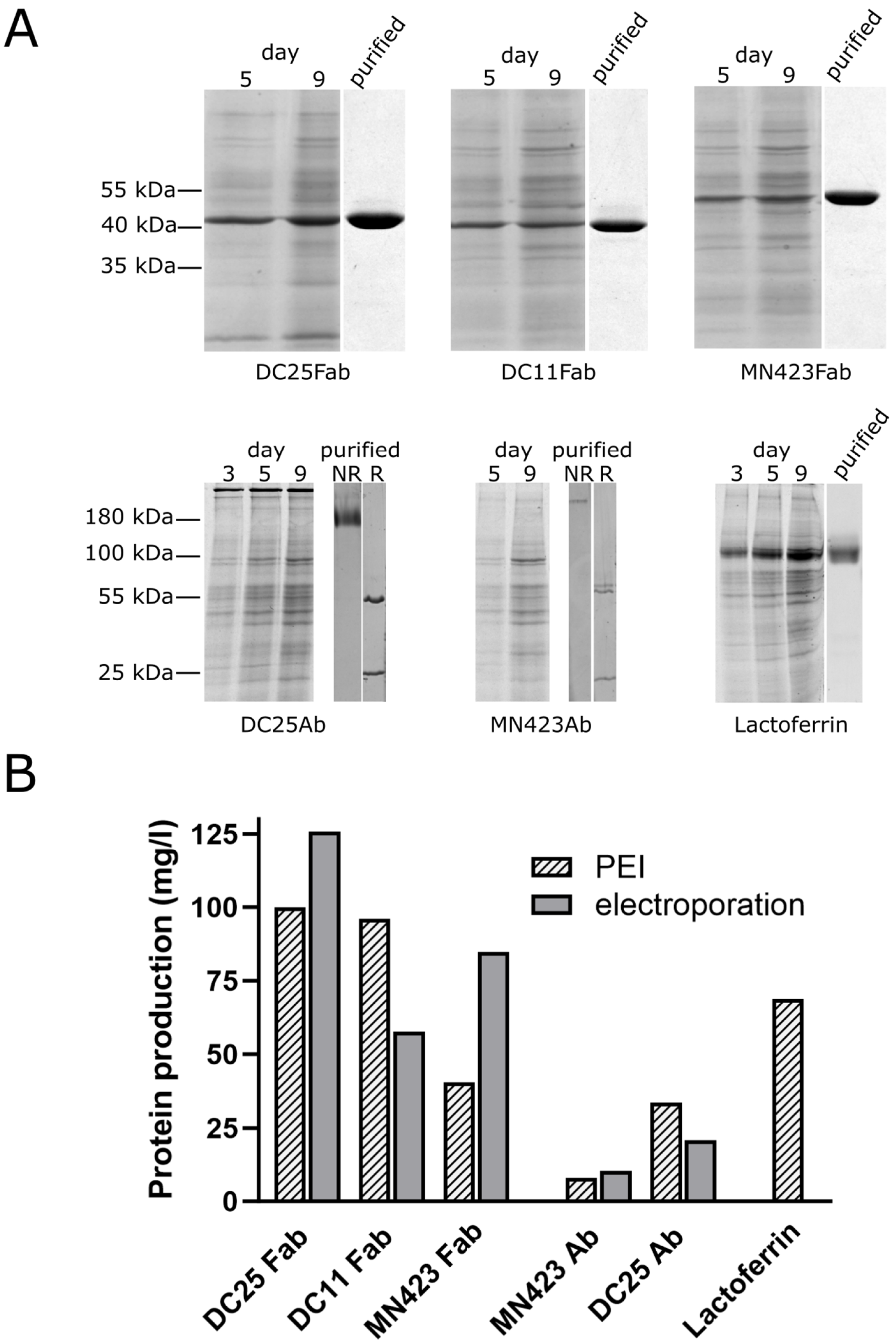 Antibodies 12 00051 g002 Antibodies 12 00051 g002