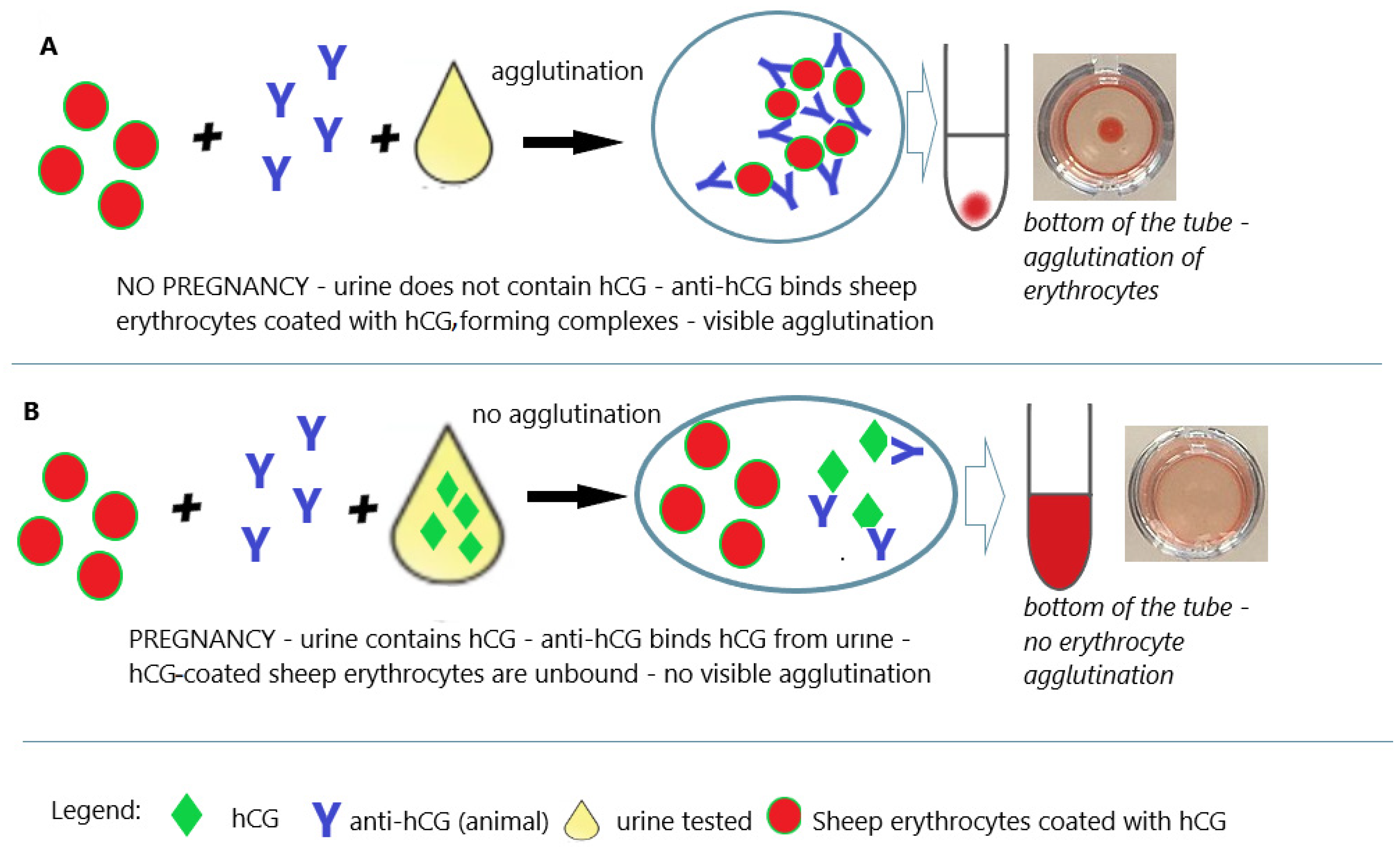 Antibodies, Free Full-Text