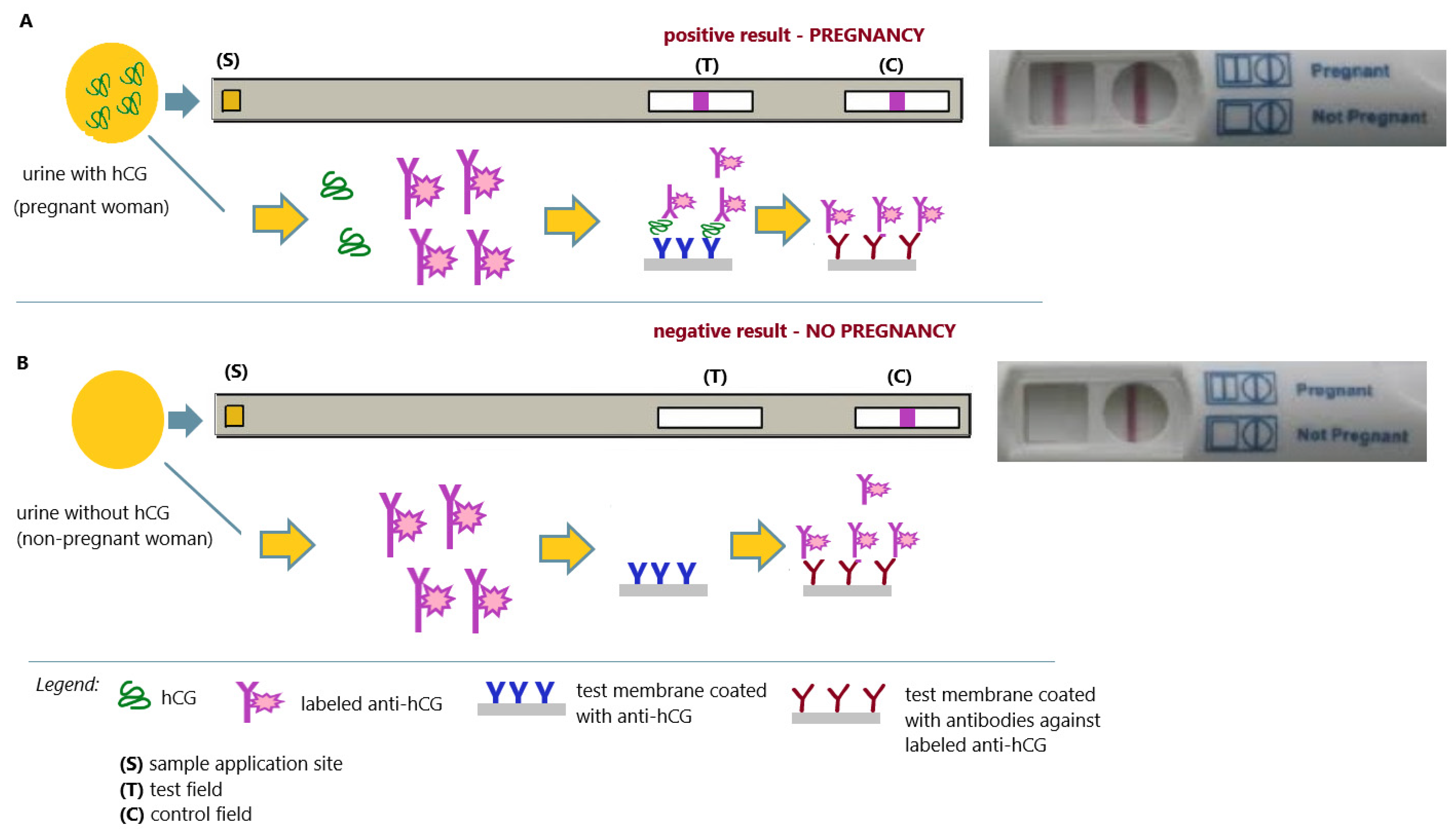 Antibodies 12 00056 g010 Antibodies 12 00056 g010