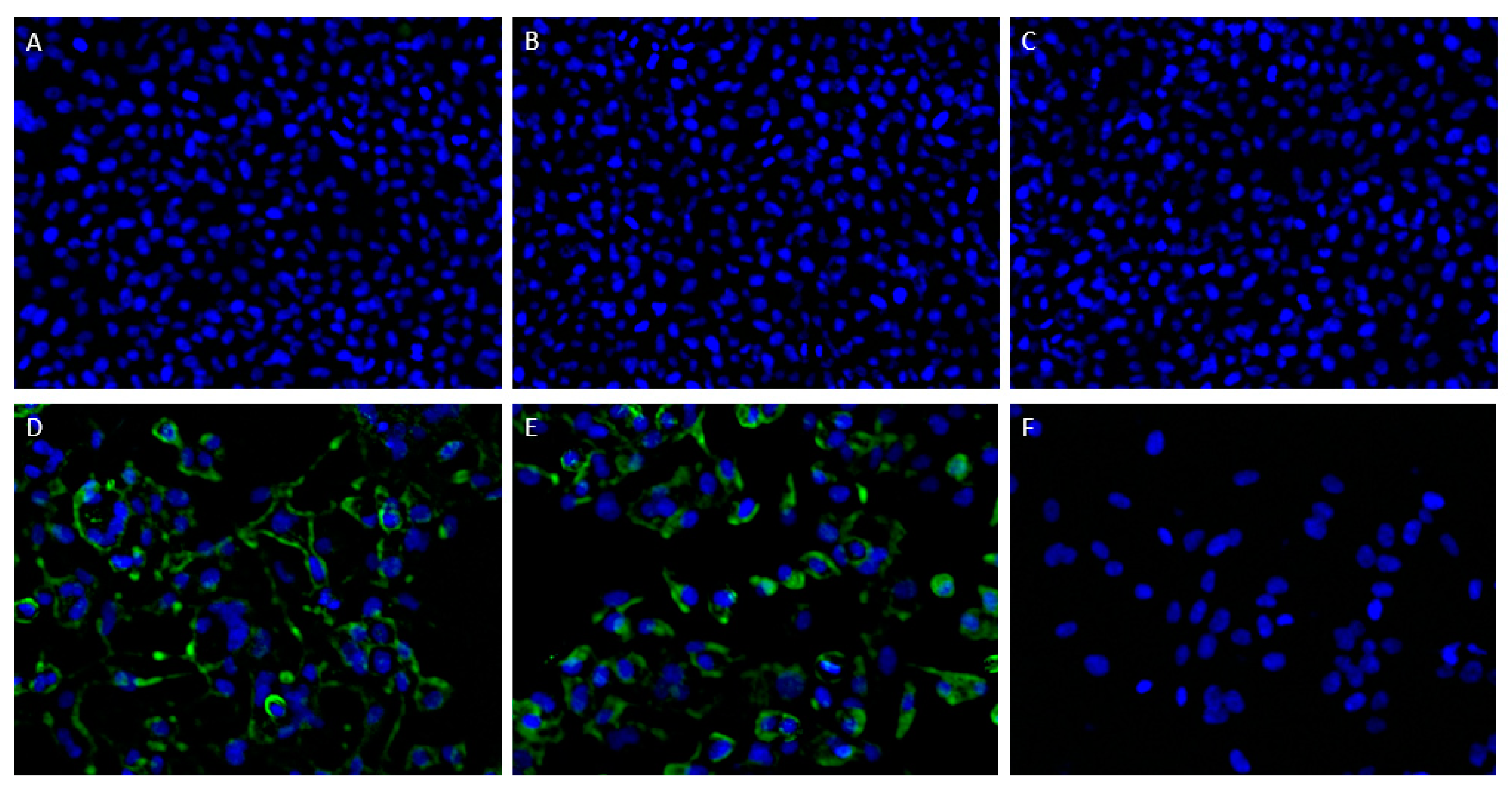 Antibodies 12 00062 g001