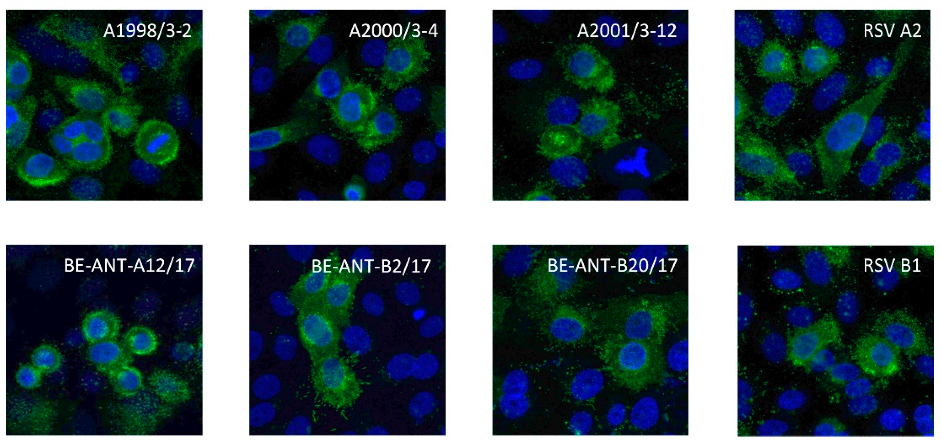 Antibodies 12 00062 g003