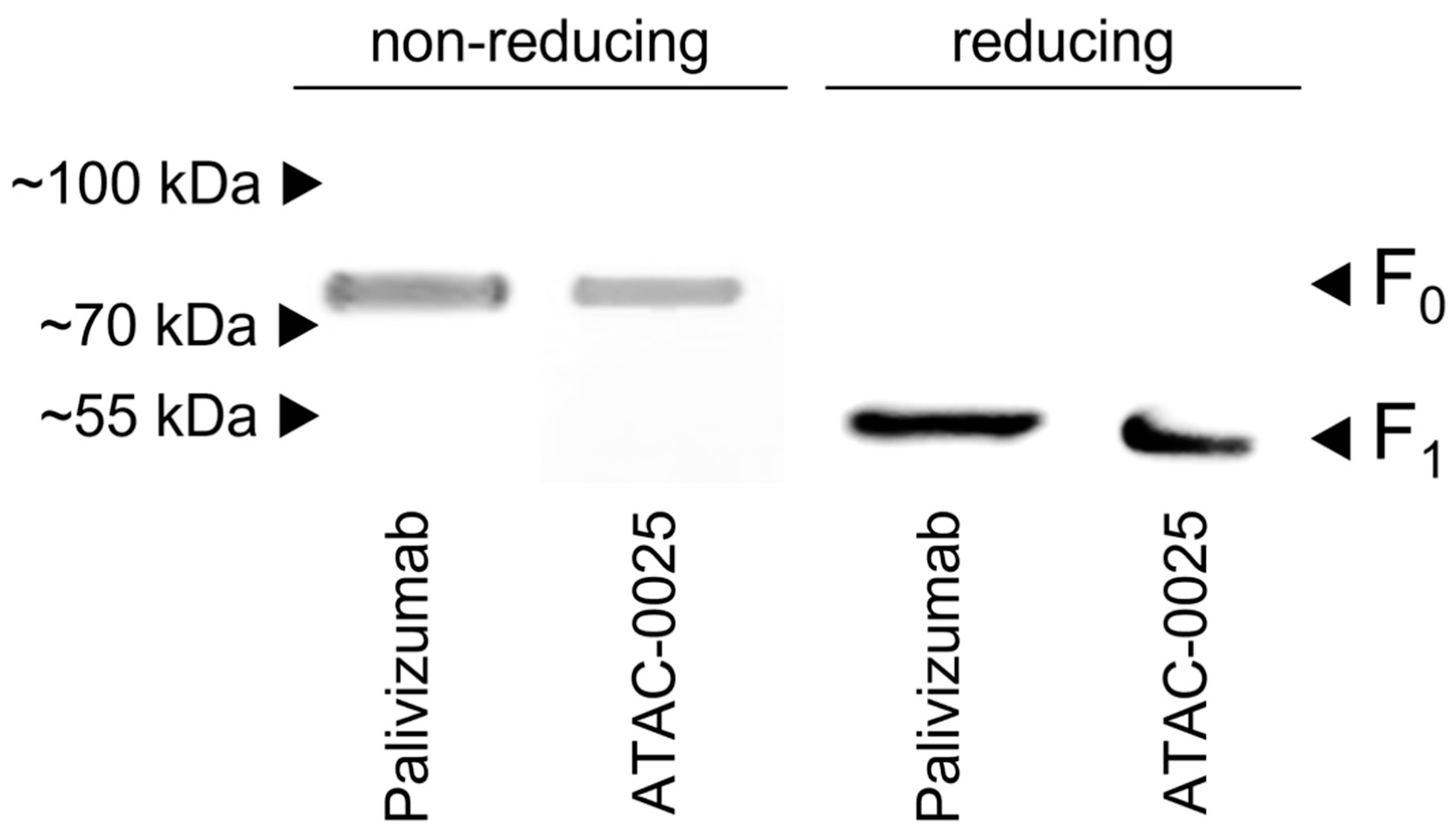 Antibodies 12 00062 g005