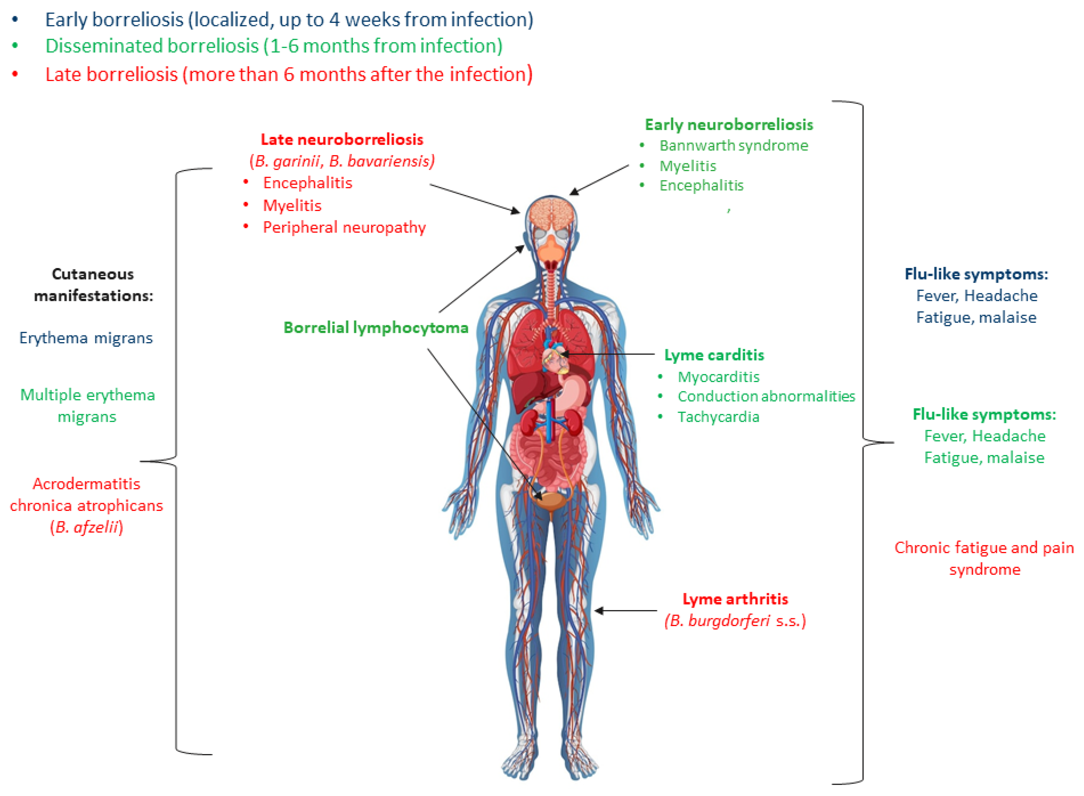 Antibody Cross-Reactivity in Serodiagnosis of Lyme Disease