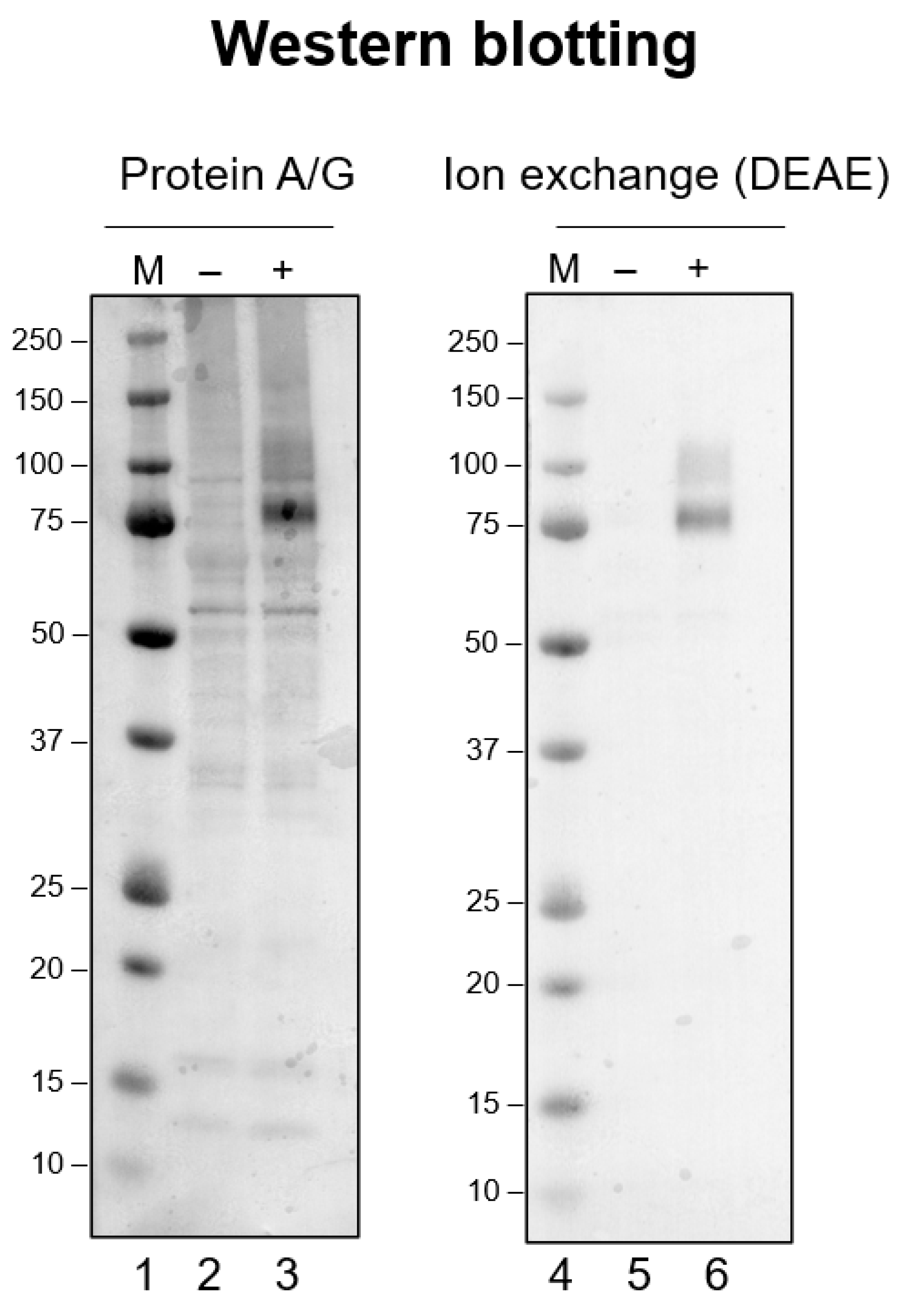 Antibodies 12 00064 g001