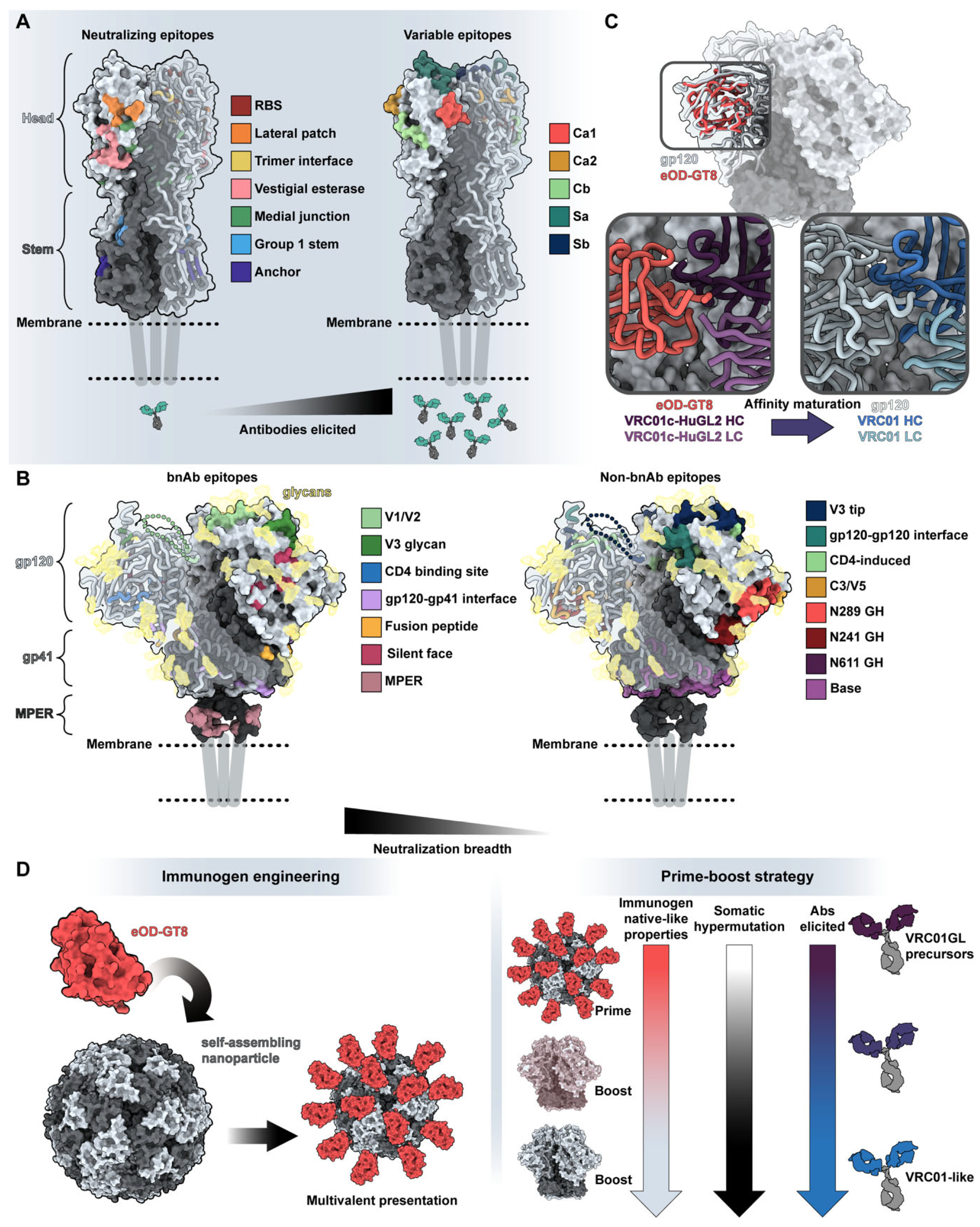 Antibodies 12 00067 g004 Antibodies 12 00067 g004