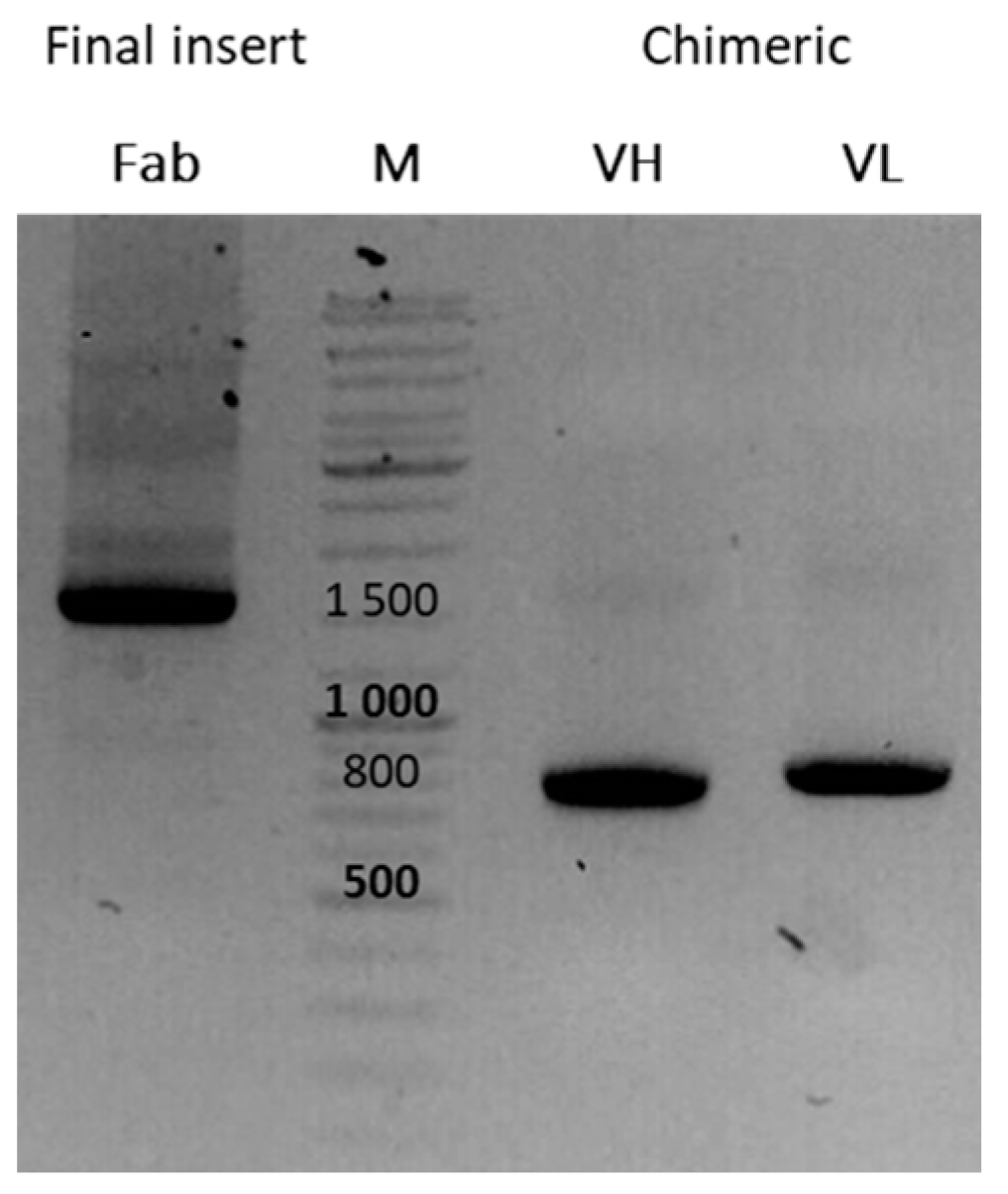 Antibodies 12 00073 g002