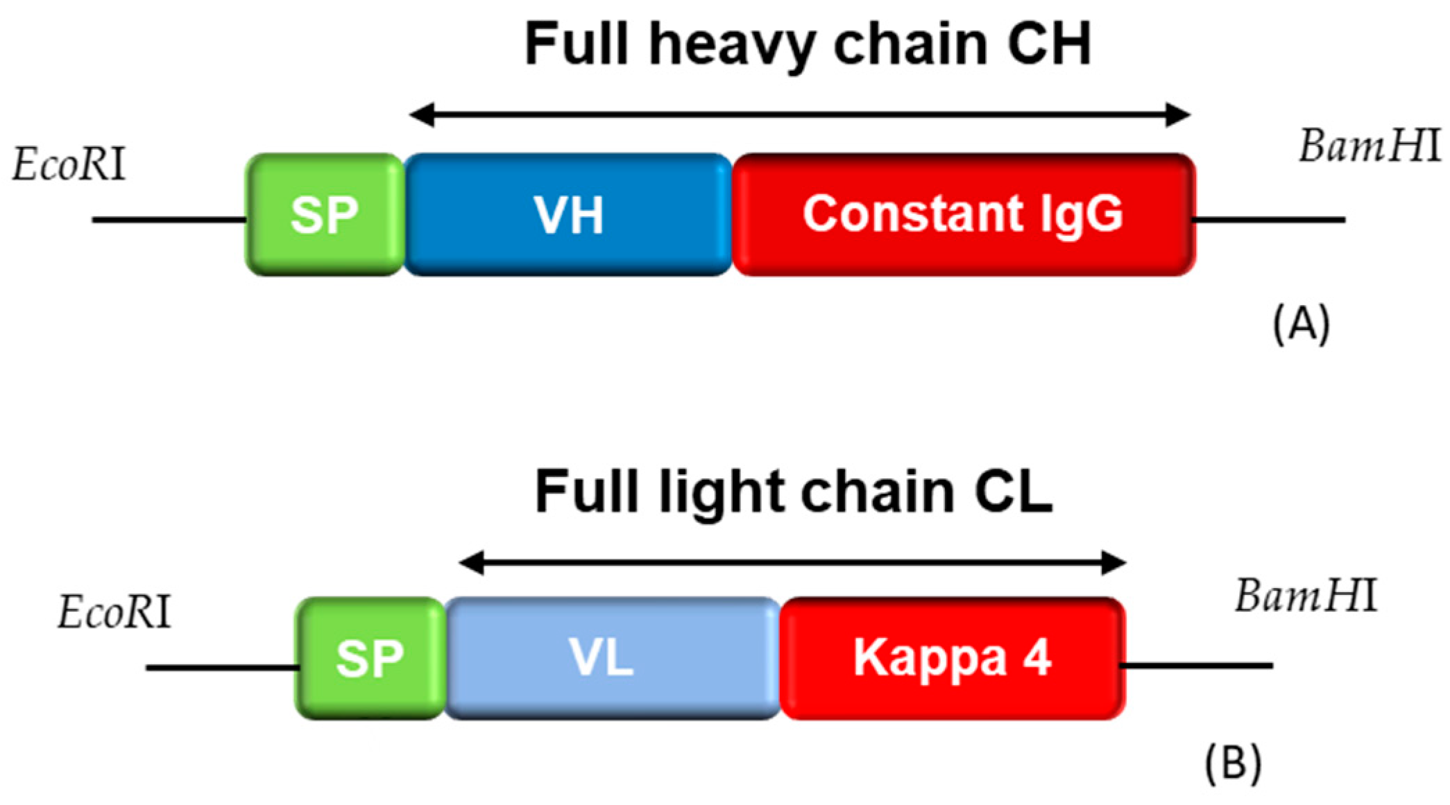 Antibodies 12 00073 sch002