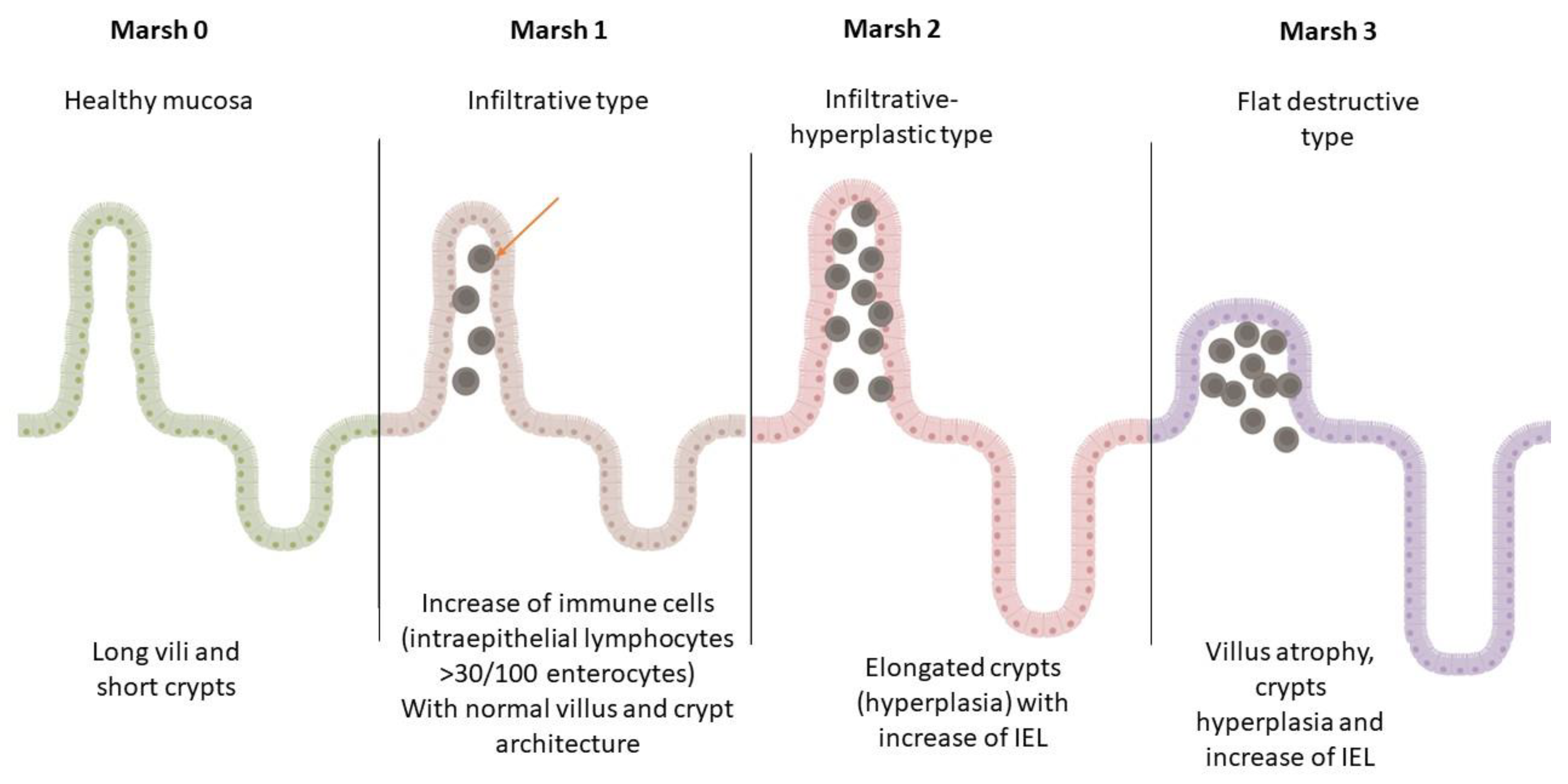 Antibodies 12 00079 g002