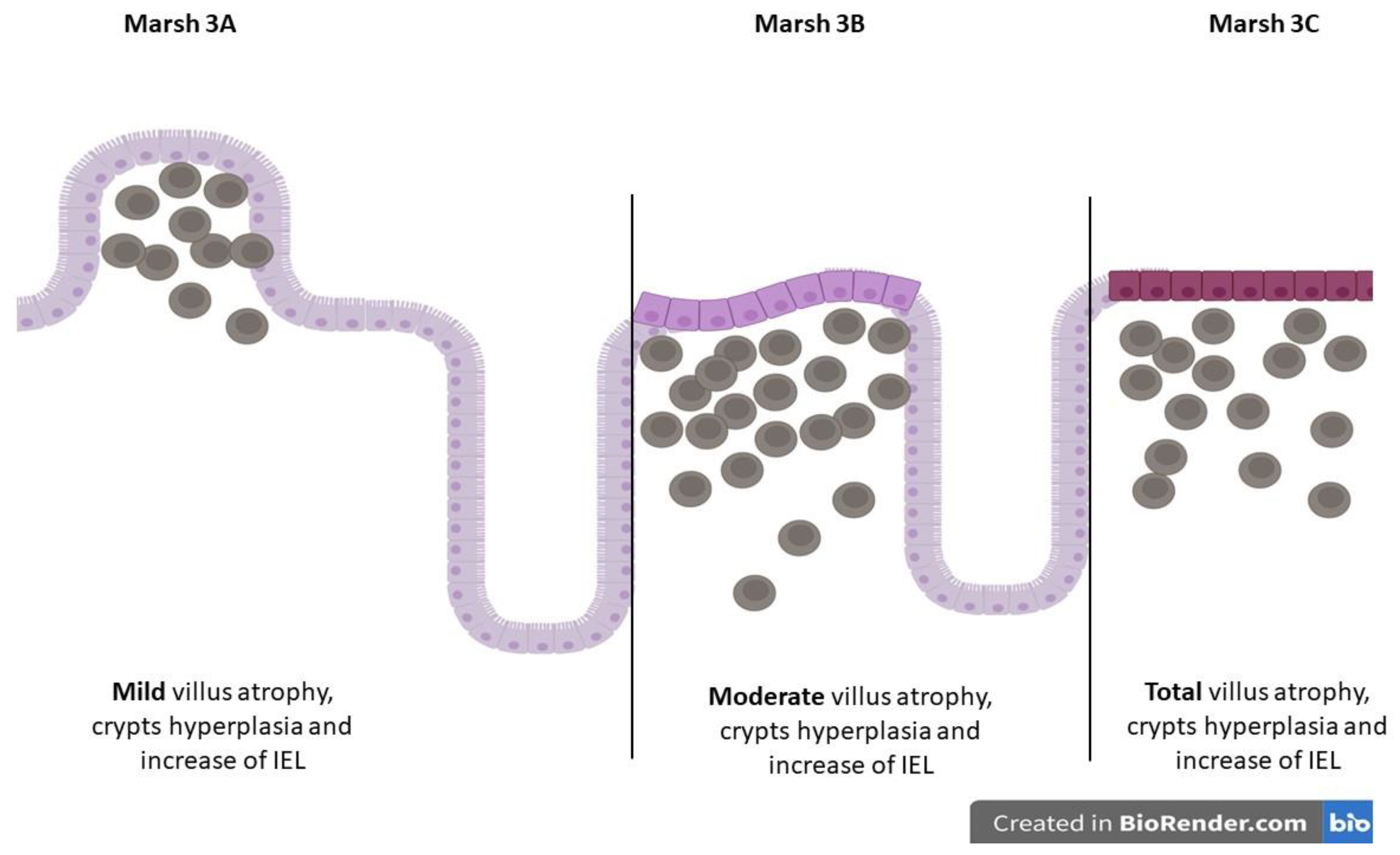 Antibodies 12 00079 g003